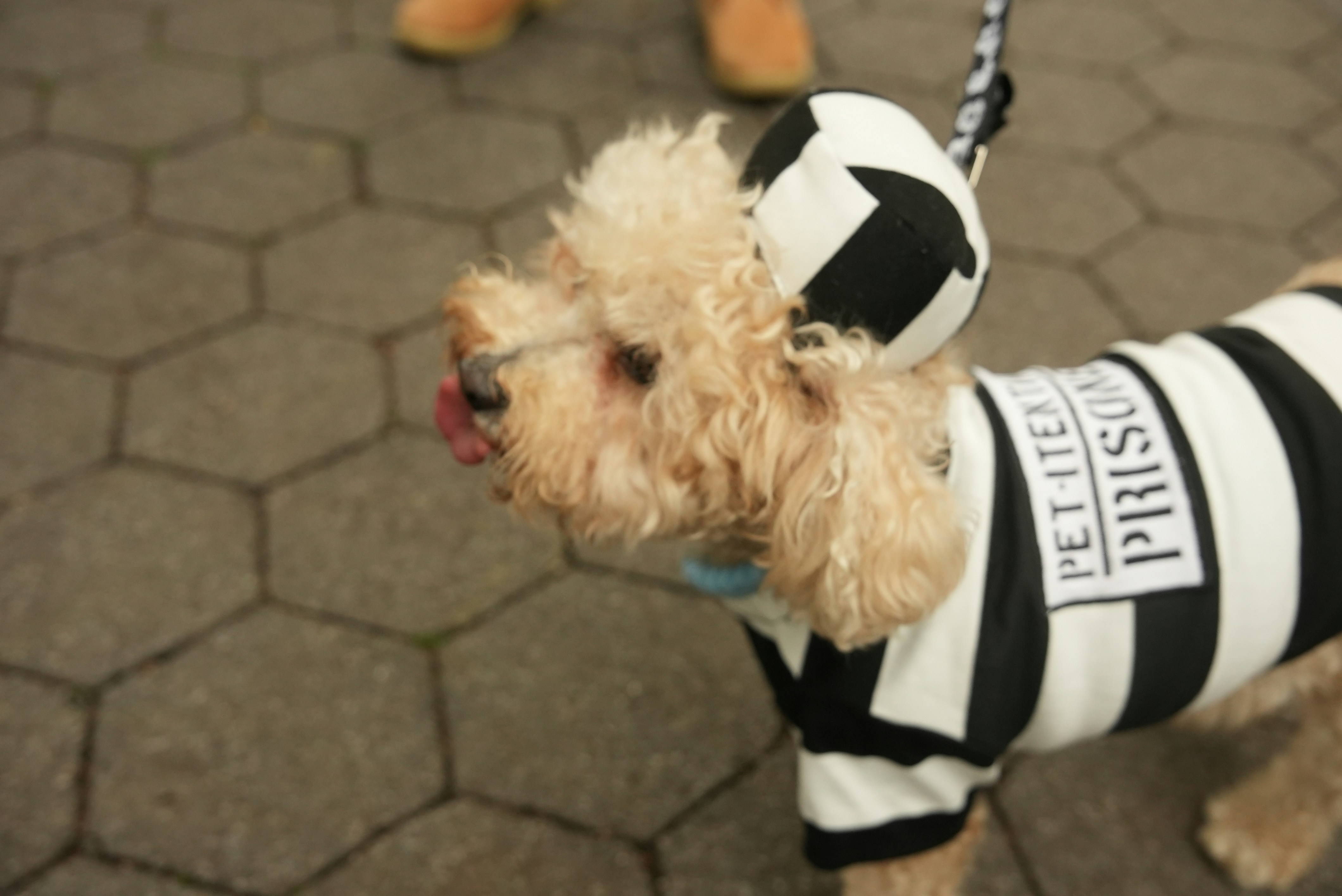 A small curly-haired dog wearing a black and white striped prisoner costume on a paved walkway