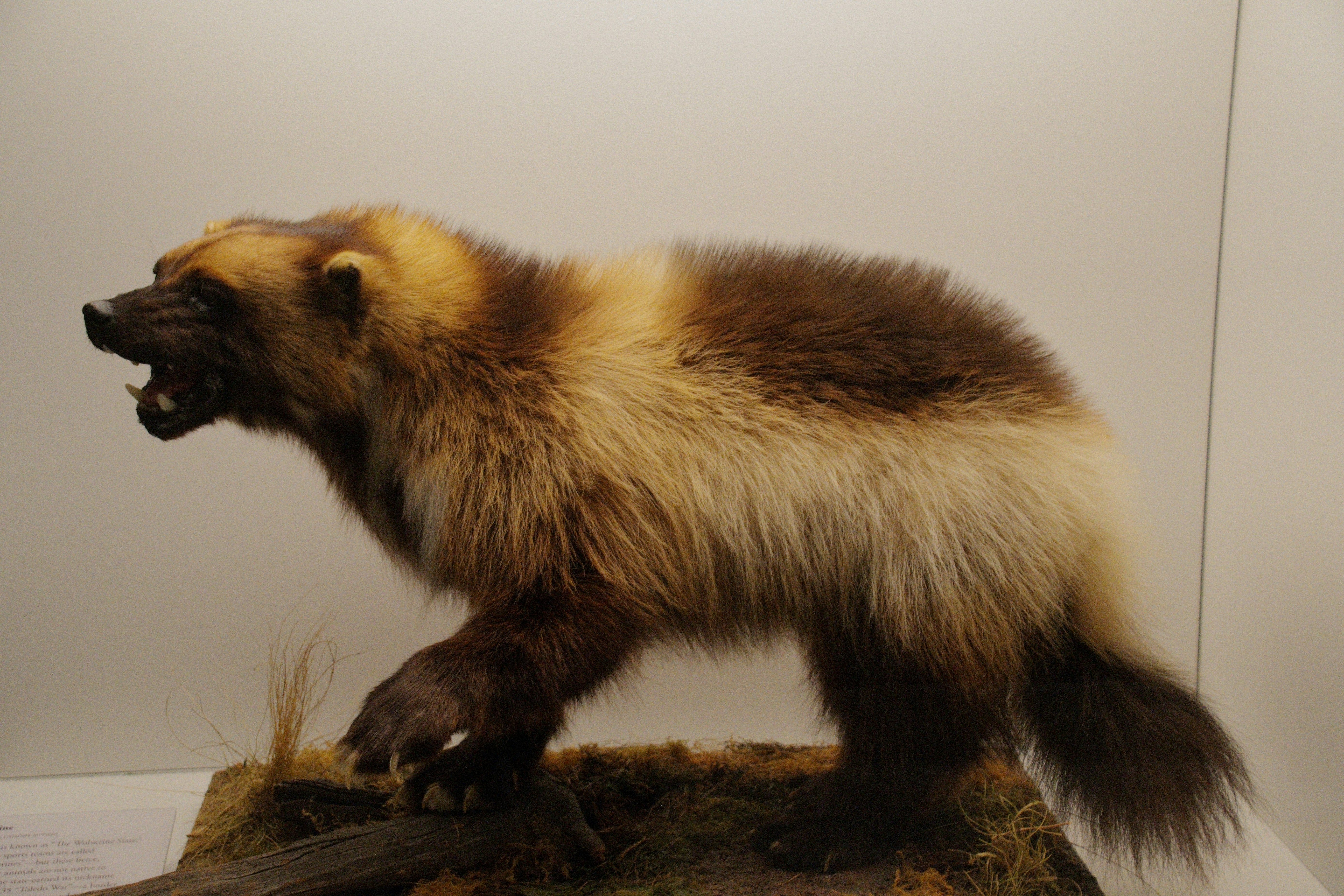 Taxidermy wolverine on mossy base - Free Photo on Unsplash