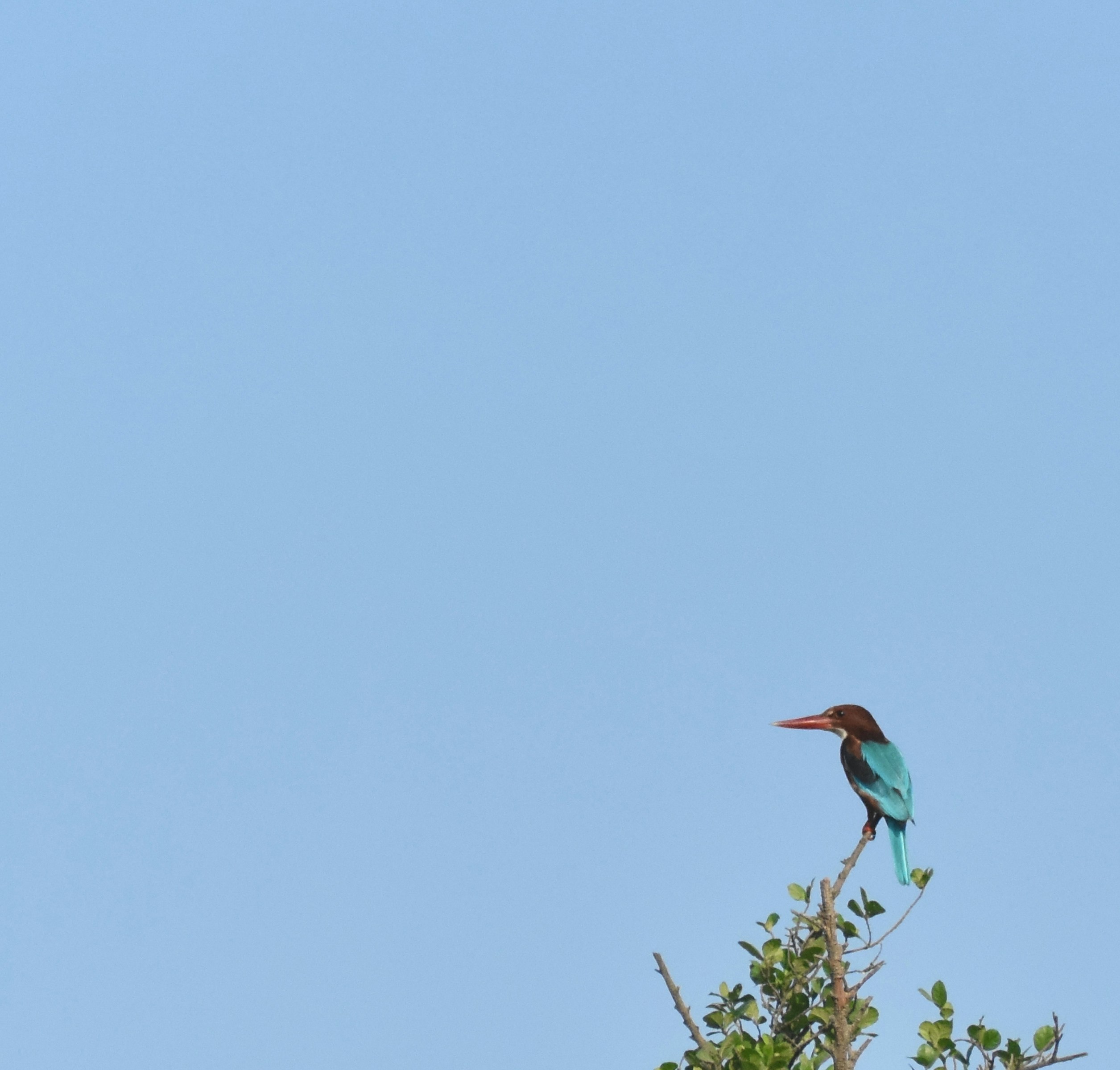 White-throated kingfisher on twig against sky - Free Photo on Unsplash