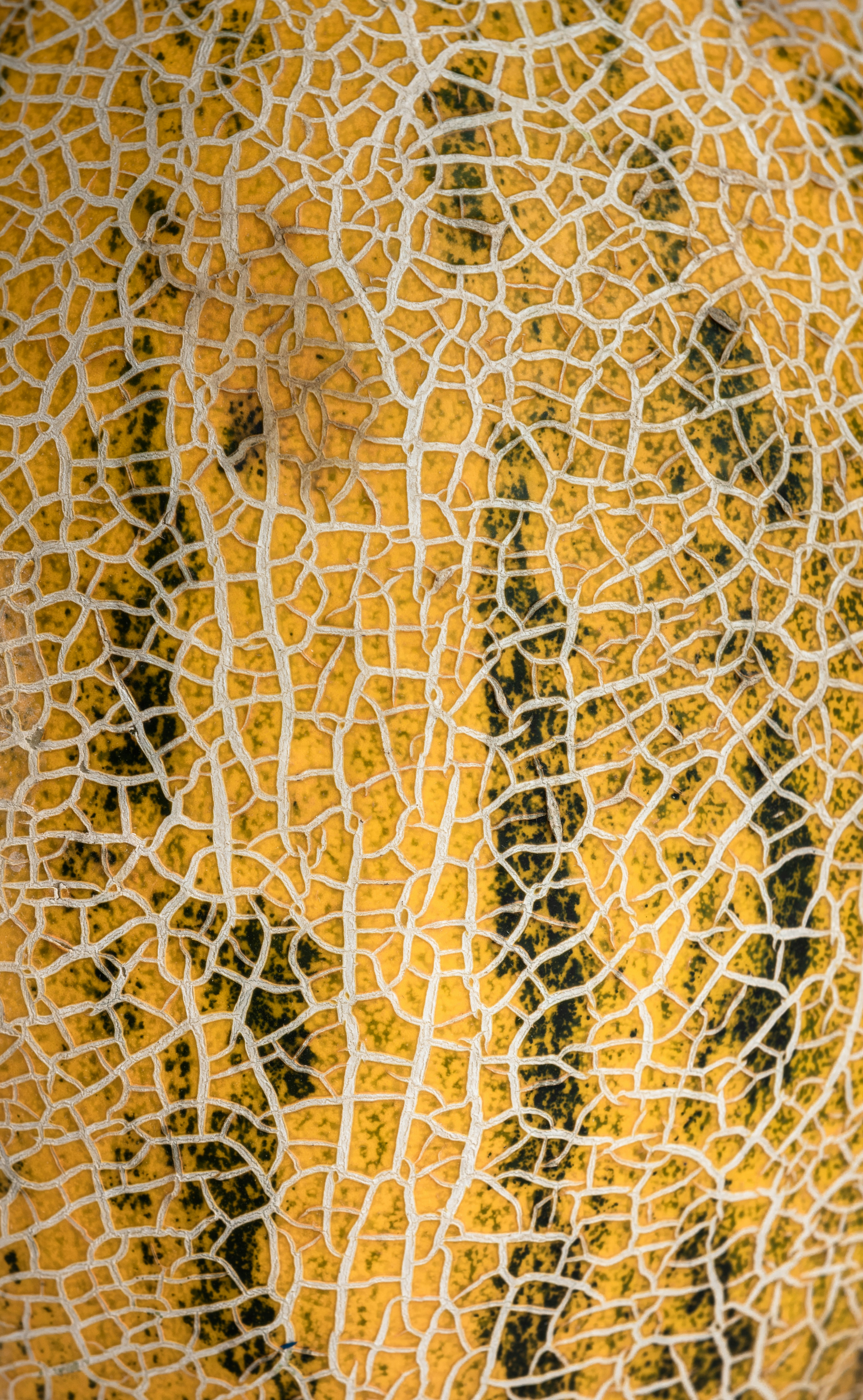Close-up of the textured yellow and green rind of a cantaloupe melon