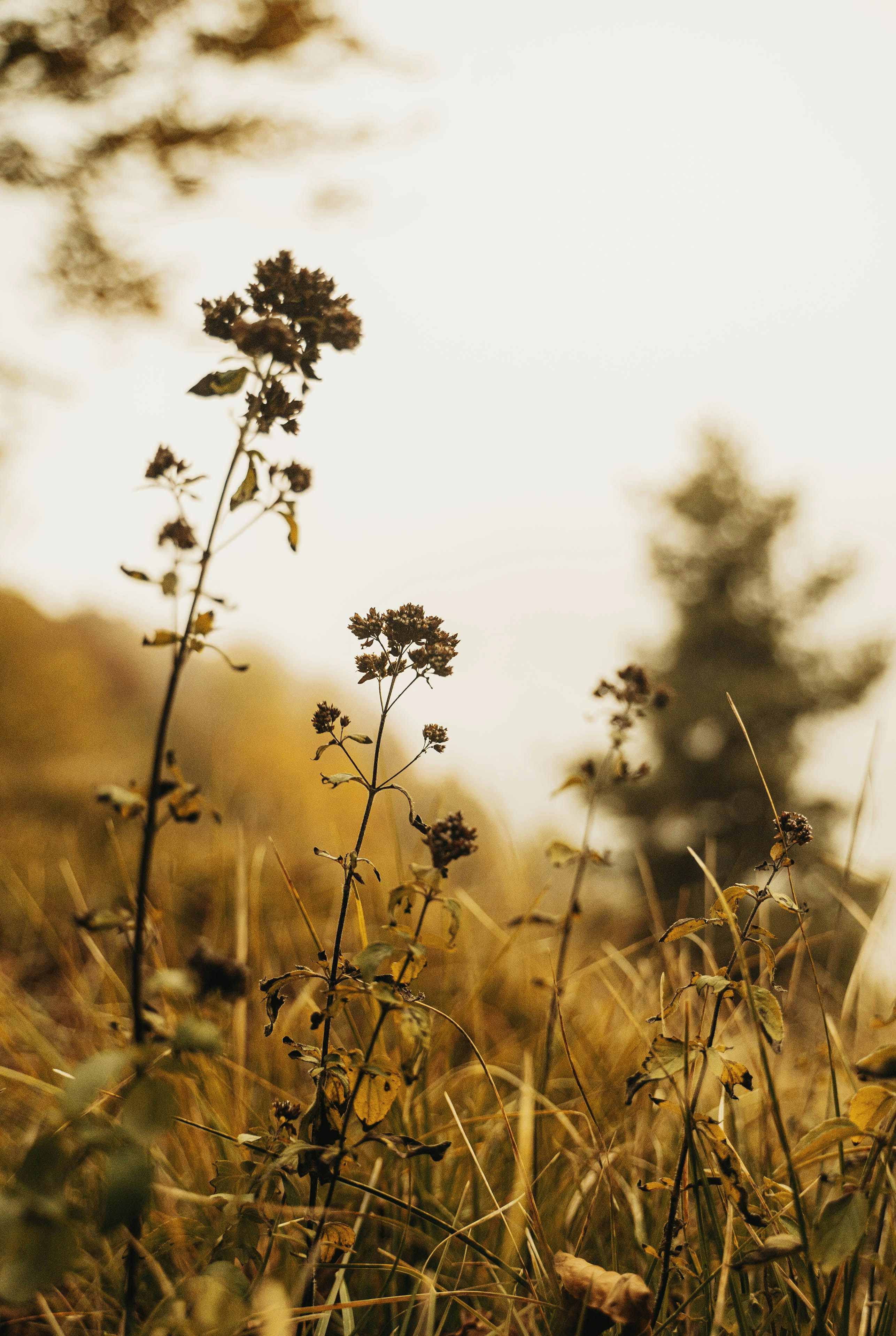 Dried wildflowers in golden hour field - Free Photo on Unsplash