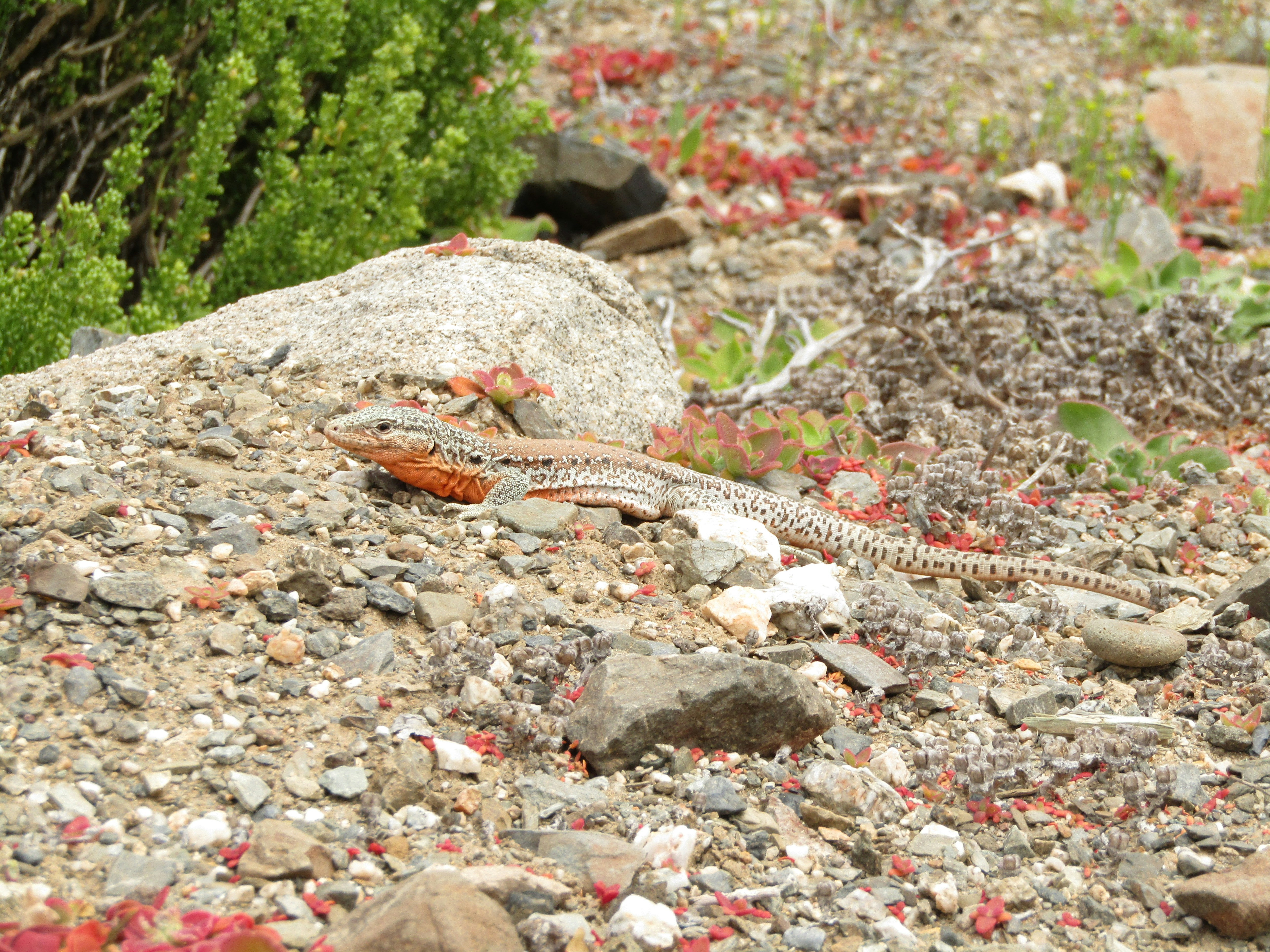 A lizard with a patterned back and orange throat resting on a rocky ground
