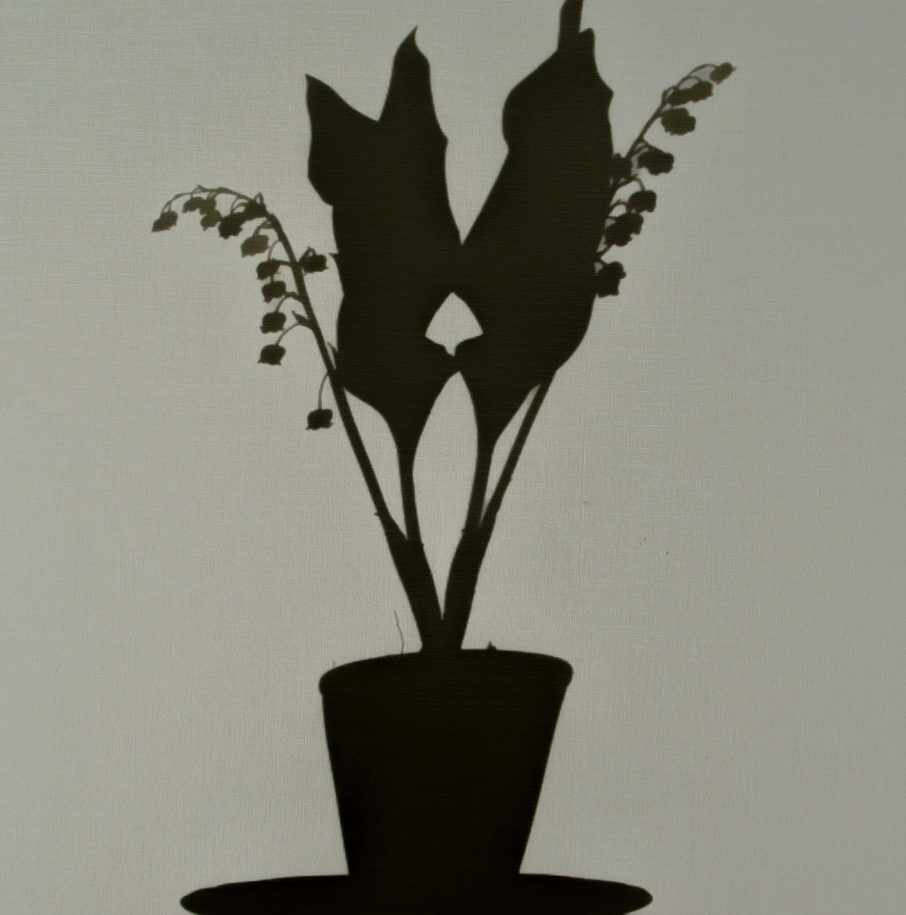 Lily of the valley plant silhouette - Free Photo on Unsplash