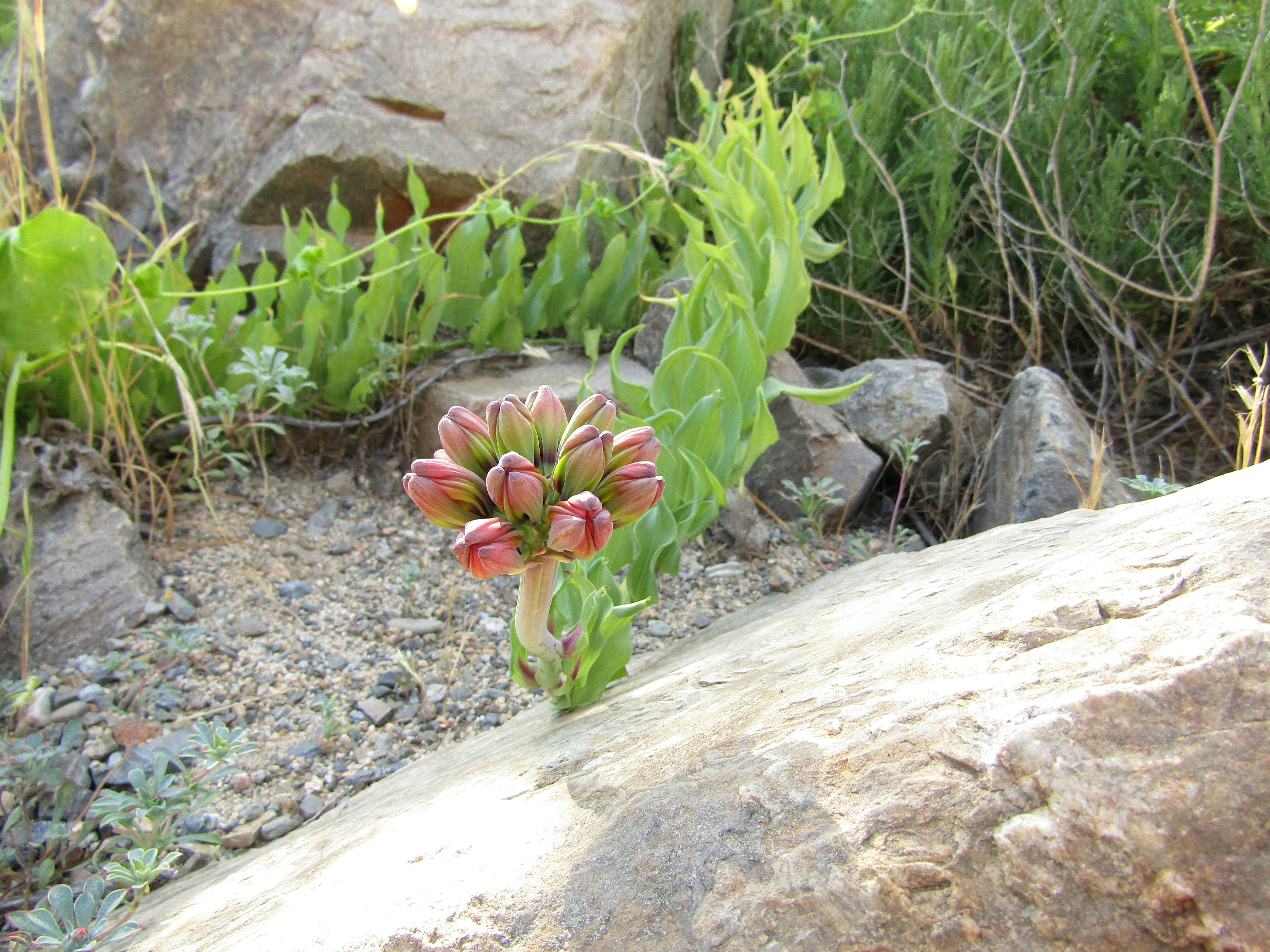 Unopened flower buds on rocky ground - Free Photo on Unsplash
