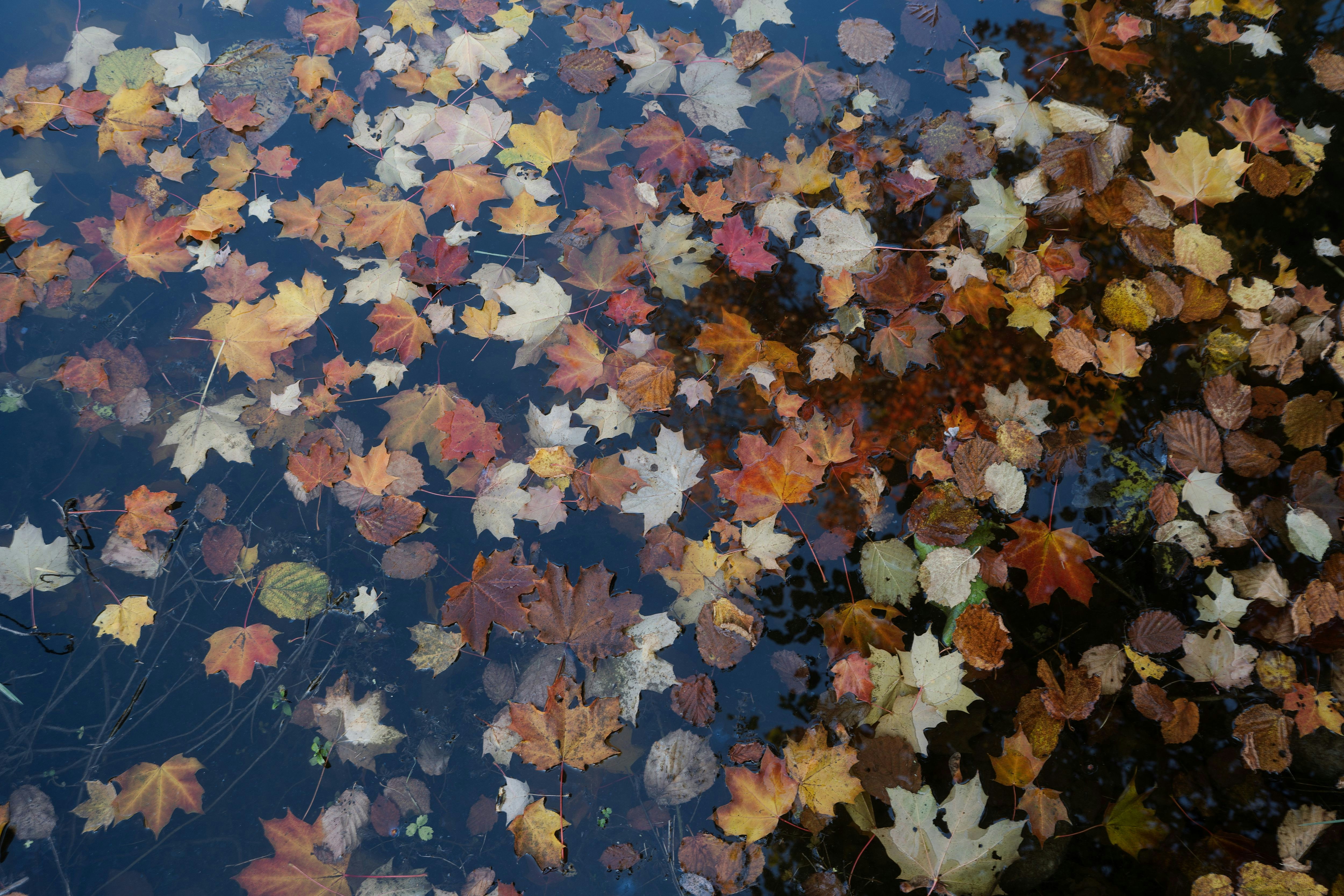 Autumn maple leaves on dark pond - Free Photo on Unsplash