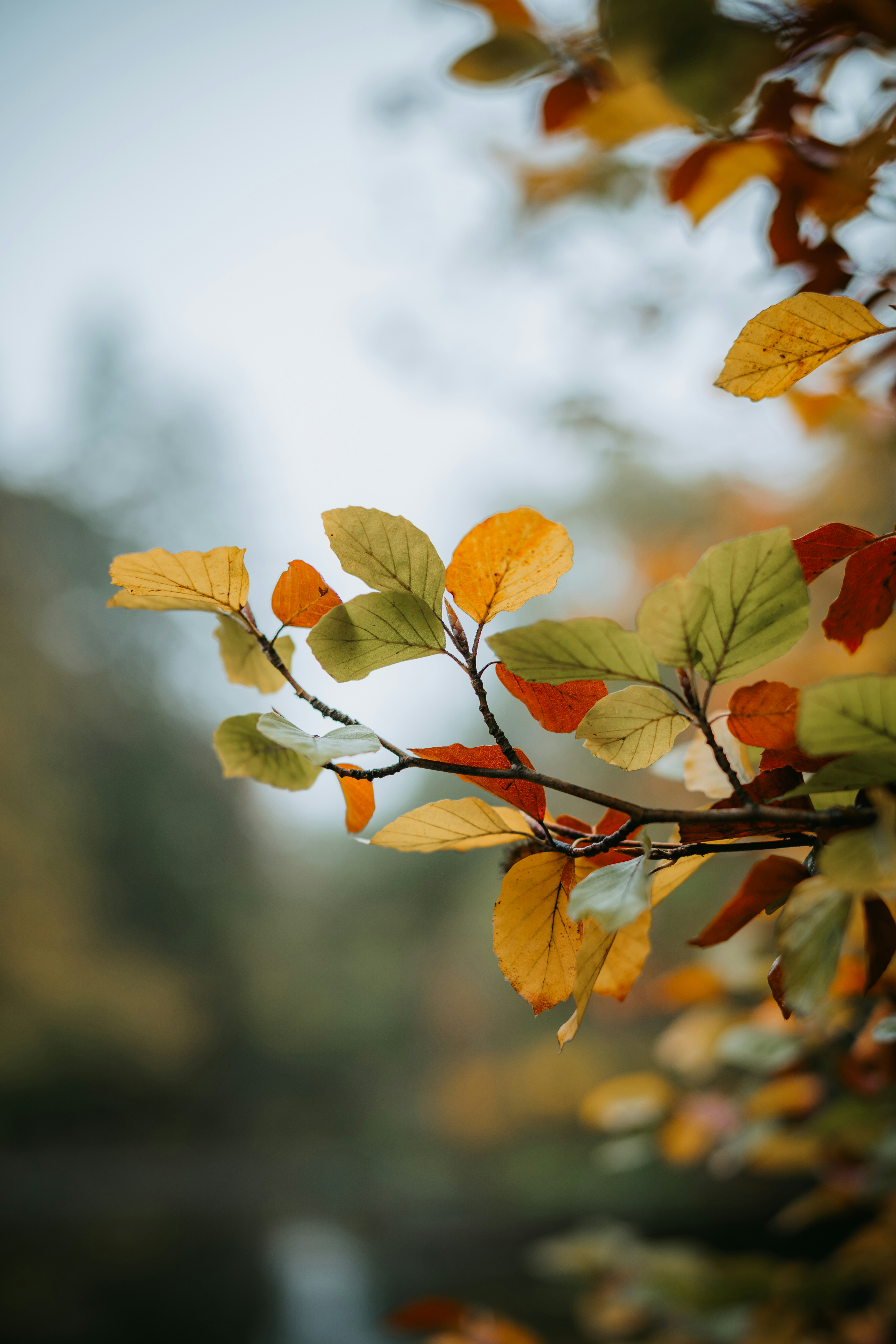 A branch with vibrant yellow and orange autumn leaves against a soft blurred background - 相关推荐
