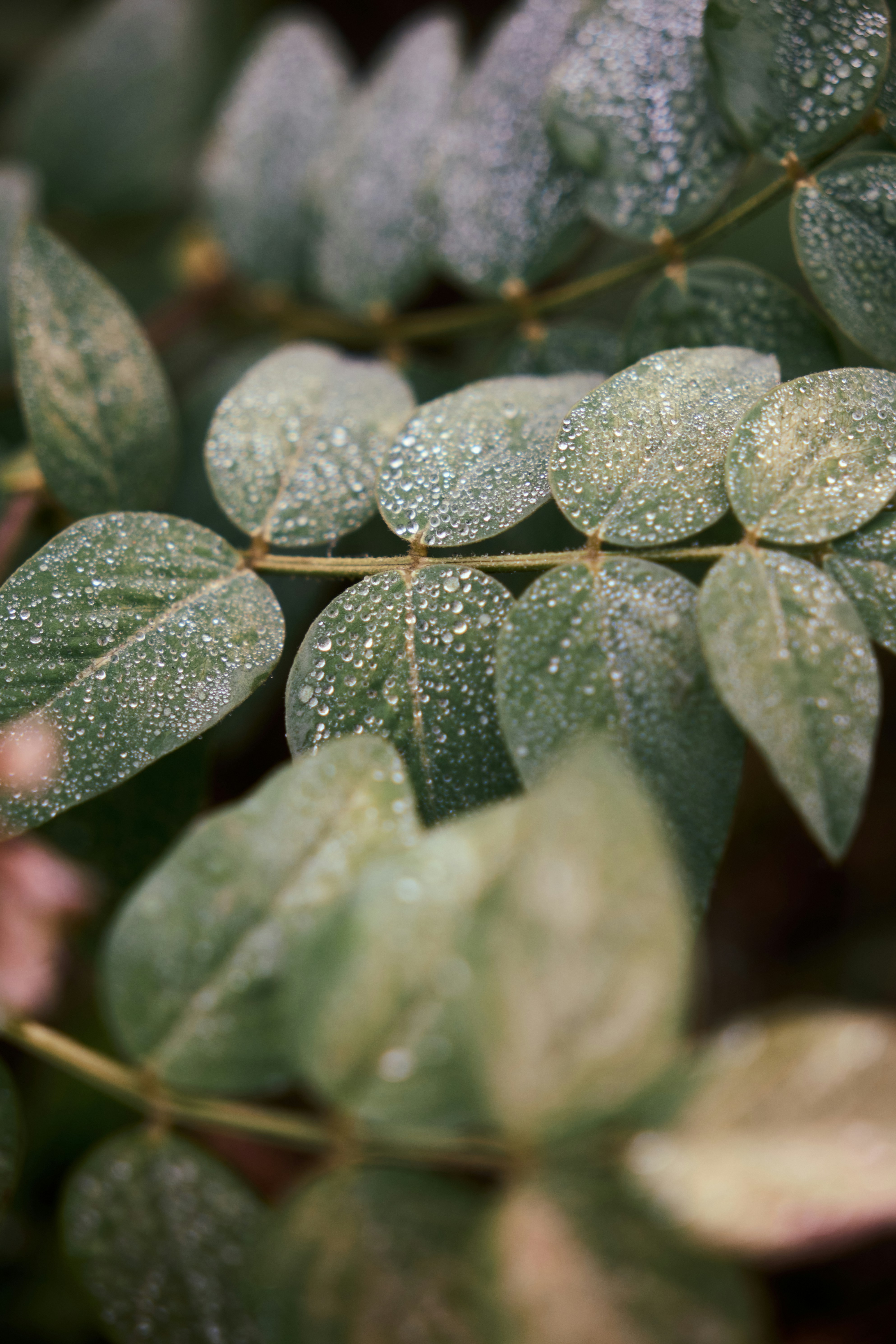 Dew drops on green leaves - Free Photo on Unsplash