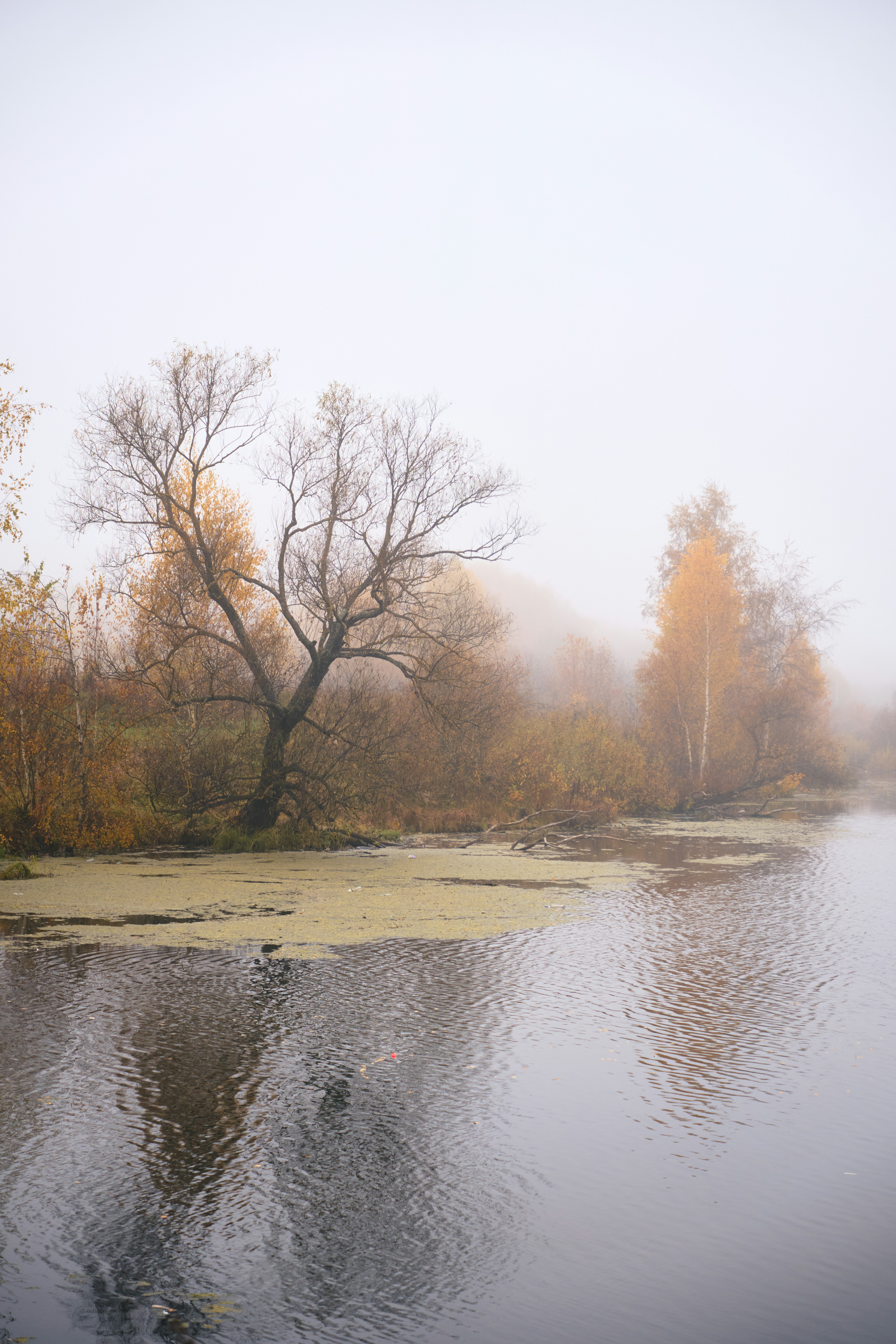 Bare tree on misty autumn riverbank - Free Photo on Unsplash