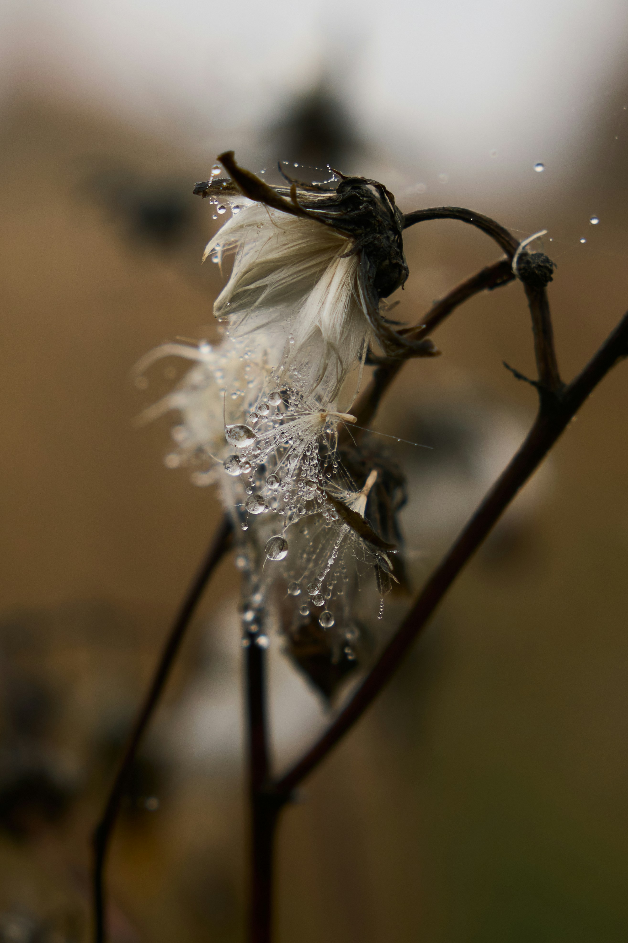 Withered dandelion seed head with dew - Free Photo on Unsplash