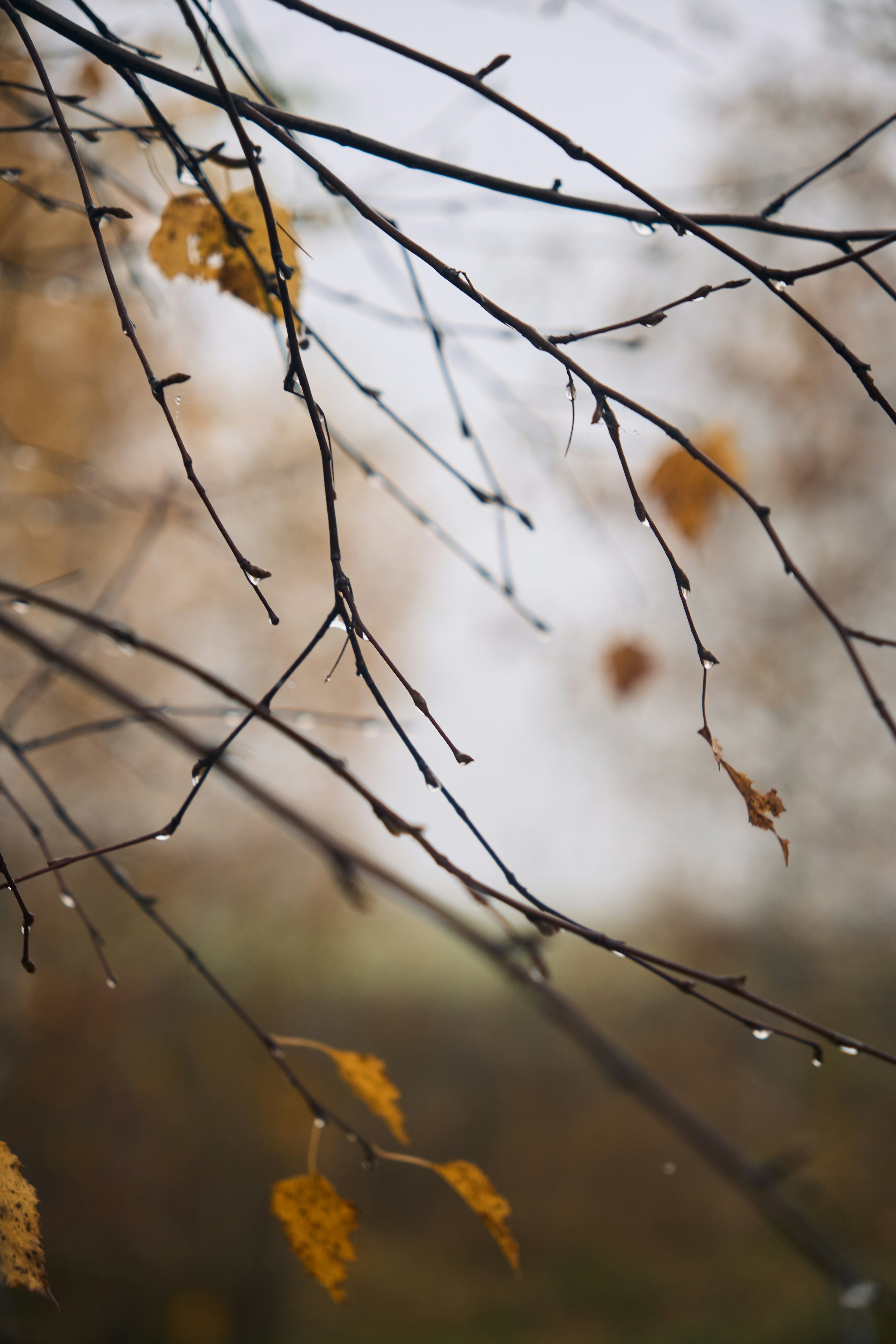 Gouttes de pluie sur des branches nues de bouleau - Photo gratuite sur ...
