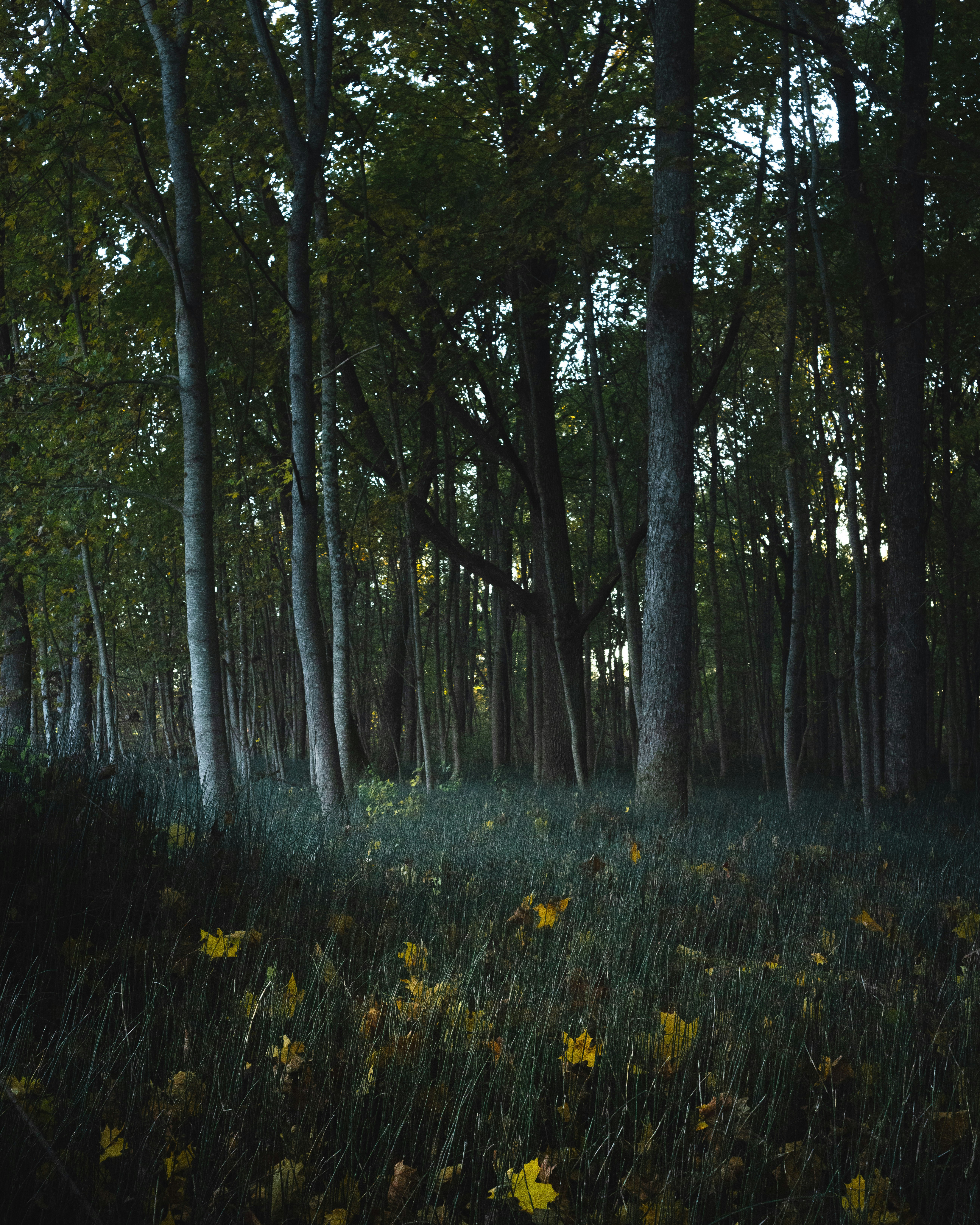 Tall trees in dense forest - Free Photo on Unsplash