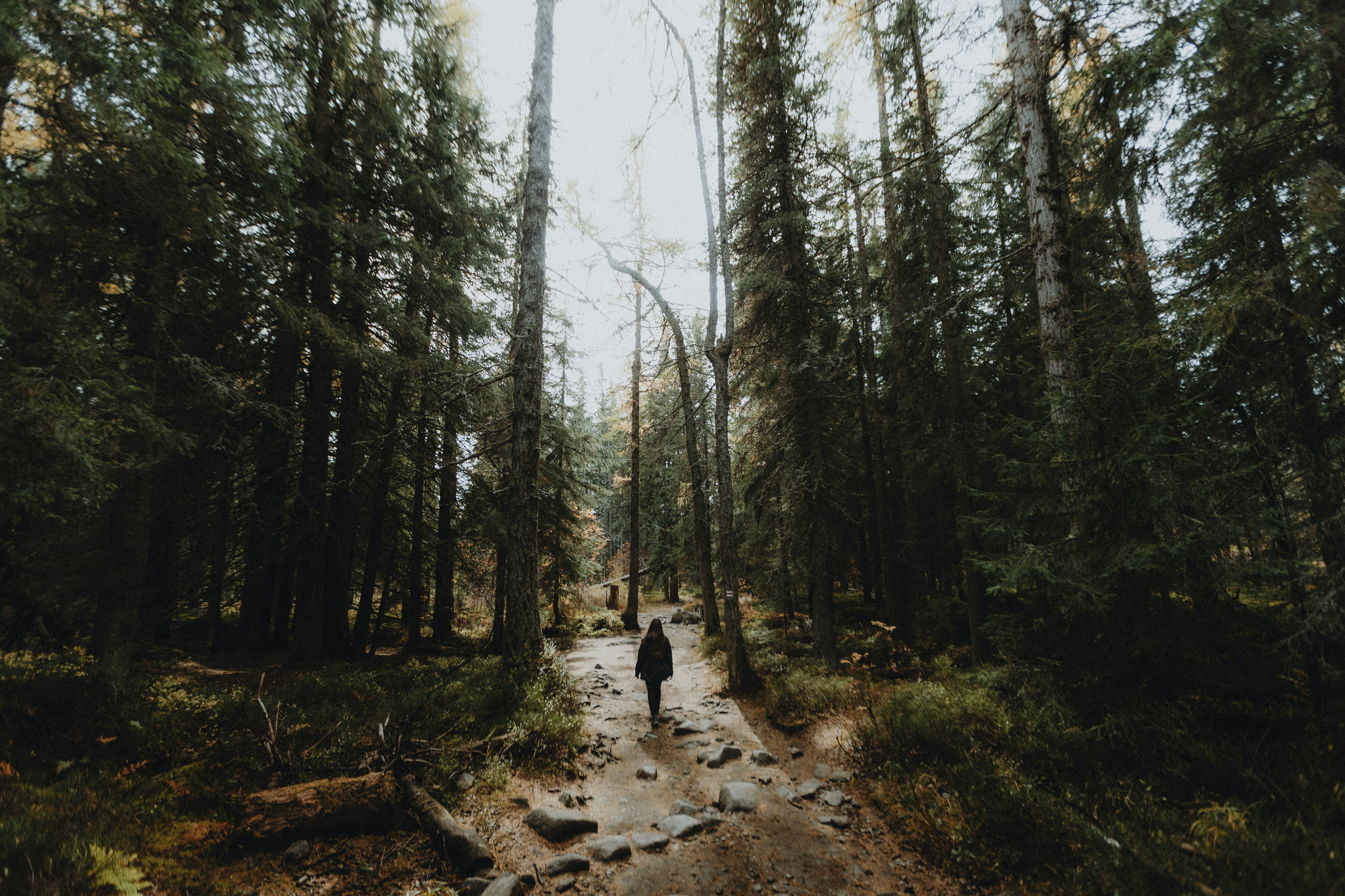 A person walking along a rocky forest path surrounded by tall pine trees
