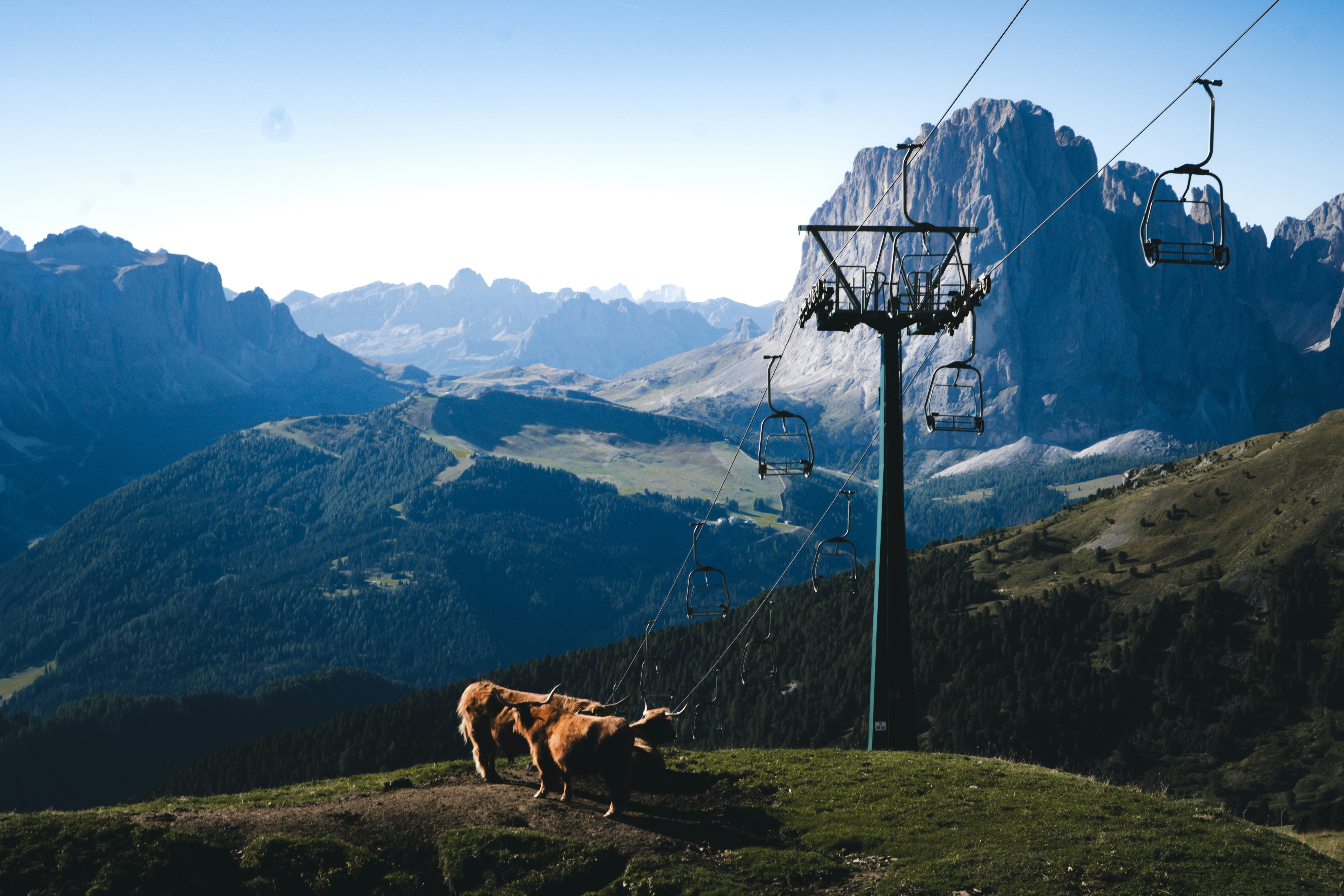 Highland cattle on mountain ski slope - Free Photo on Unsplash