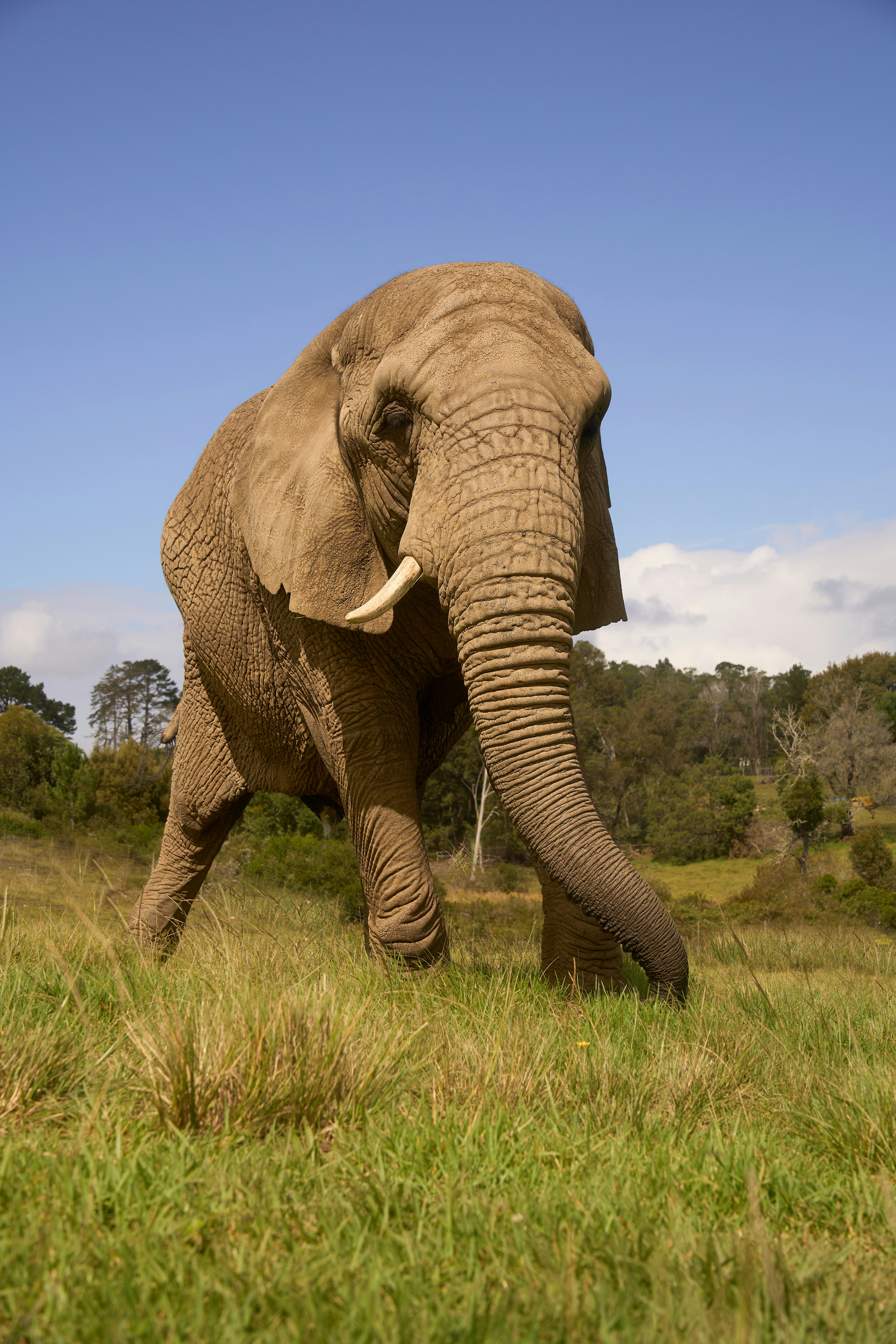 African elephant walking in grassy field - Free Photo on Unsplash