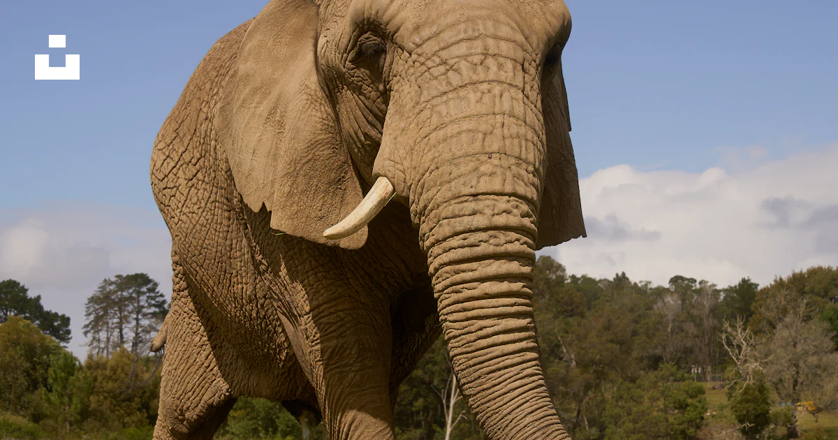 Elephant In Field African elephant walking in grassy field - Free Photo on Unsplash