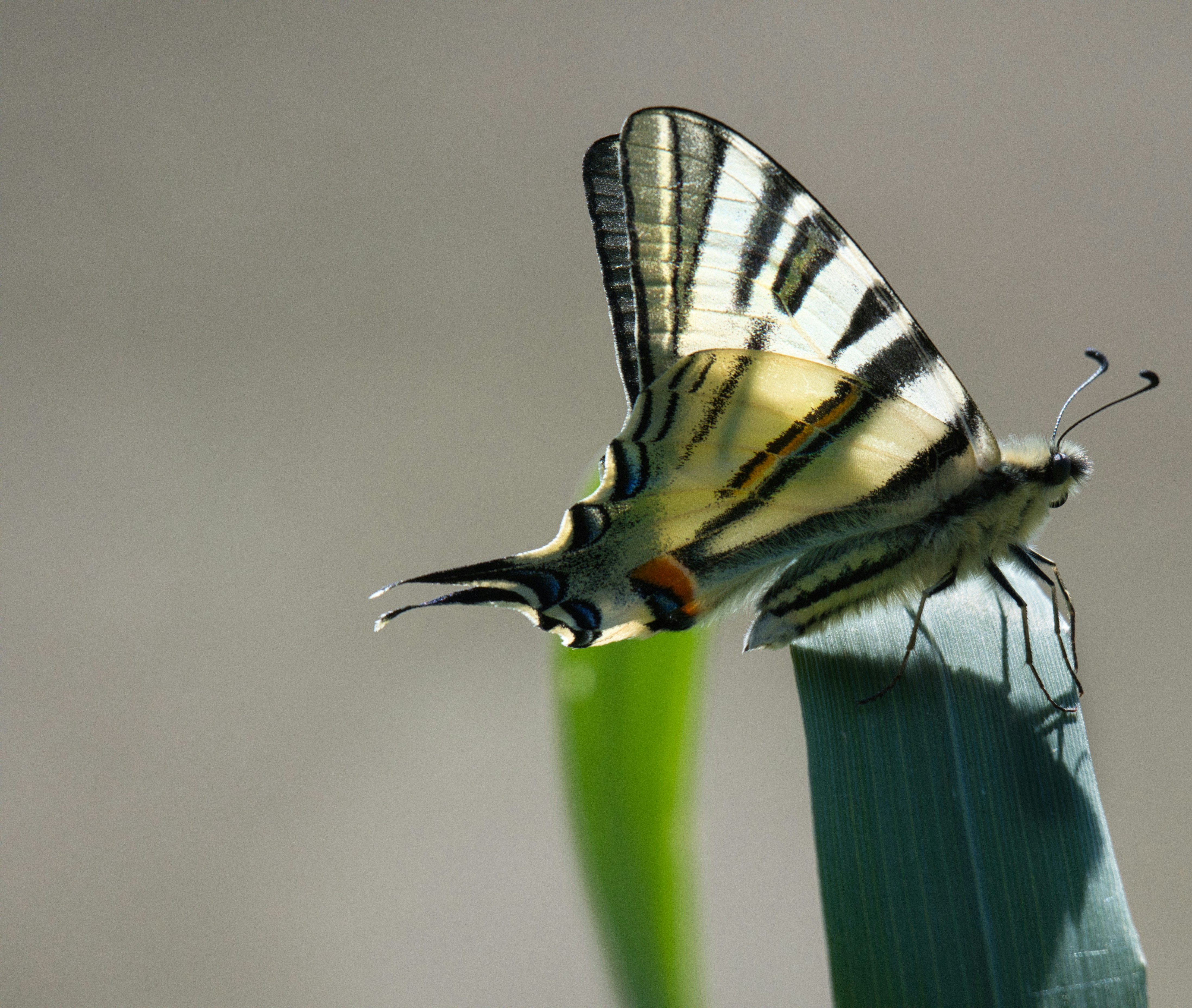 Mariposa escasa cola de golondrina sobre hoja verde - Foto gratuita en ...