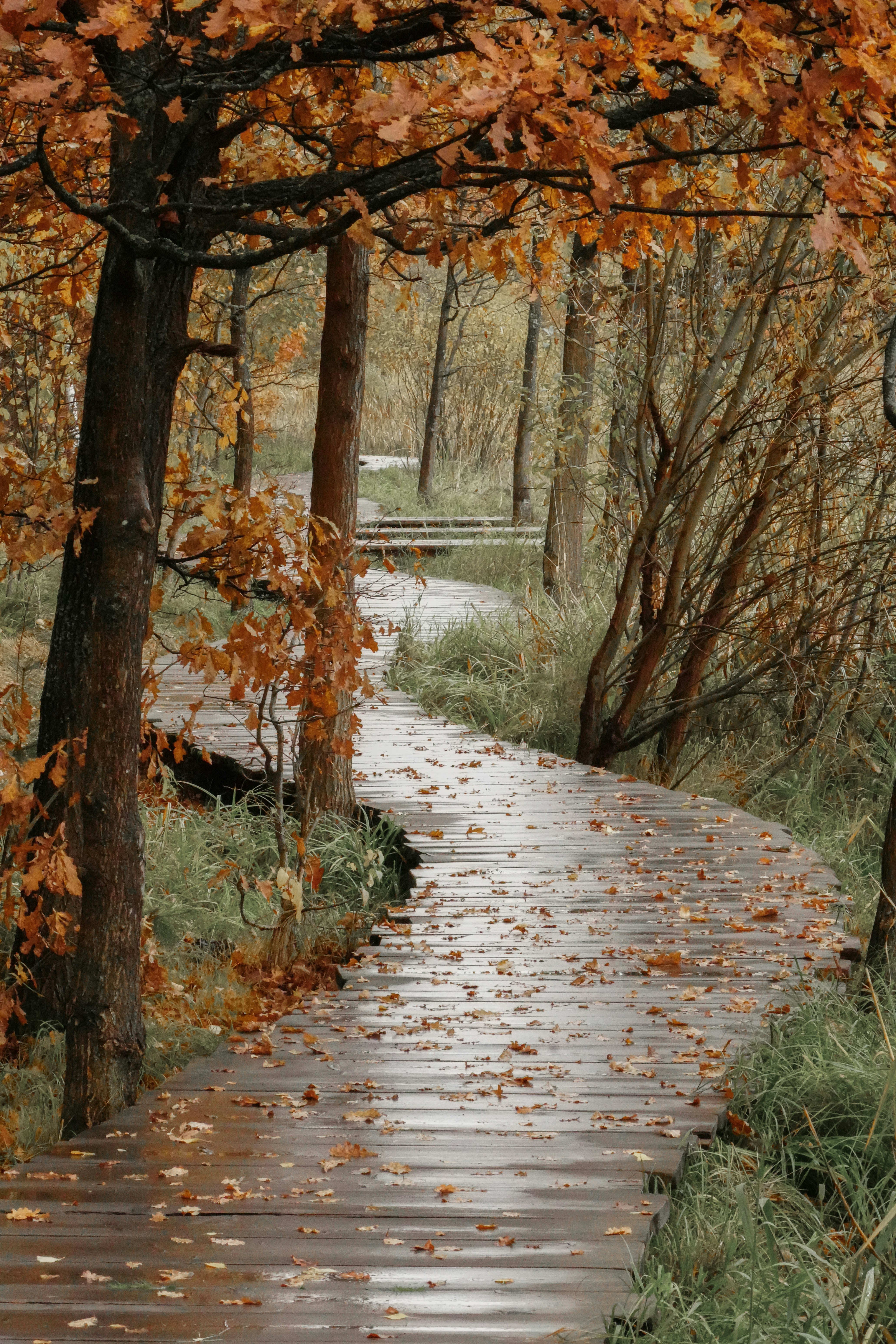 Winding wooden boardwalk in autumn forest - Free Photo on Unsplash
