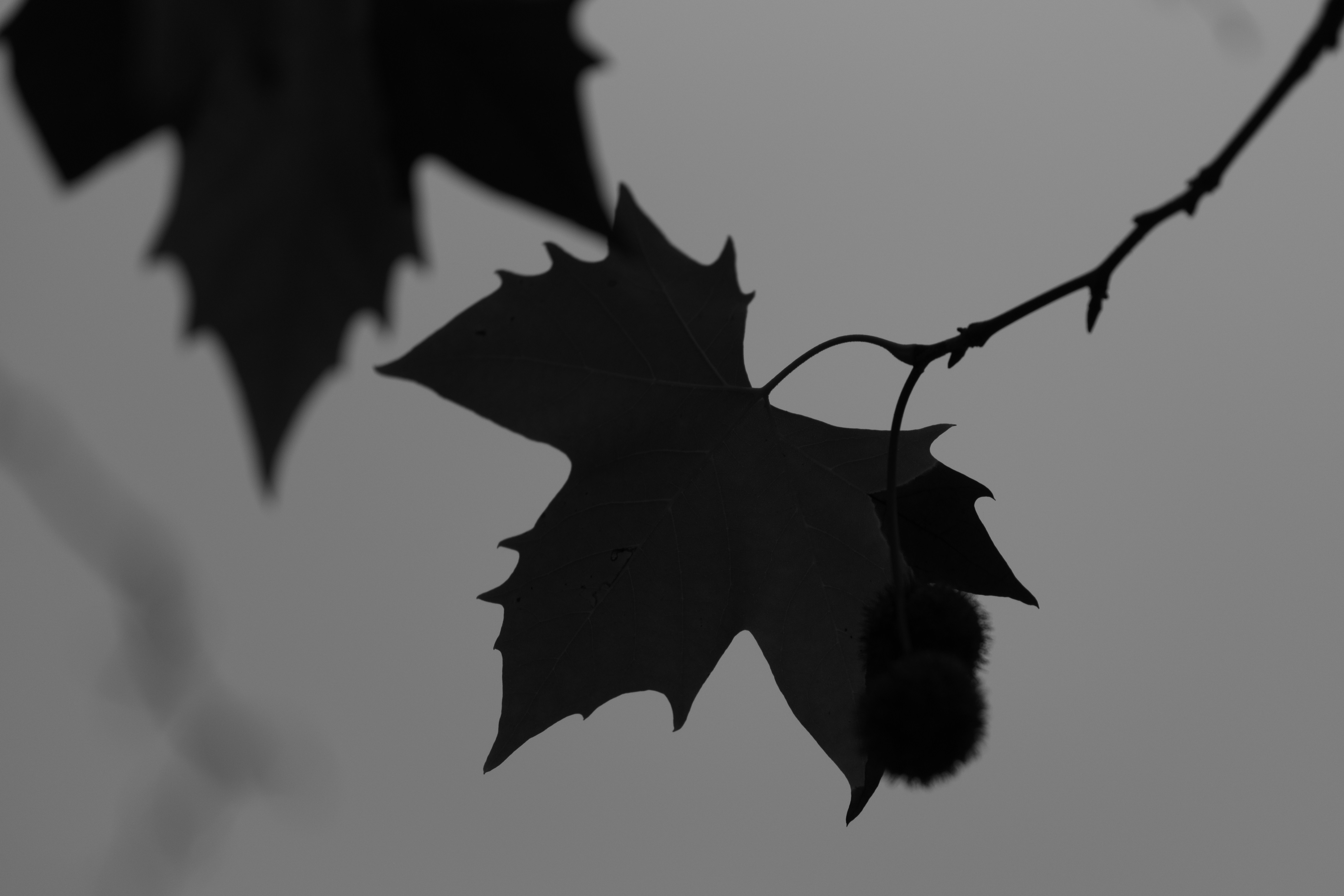 Maple leaves silhouette against sky - Free Photo on Unsplash