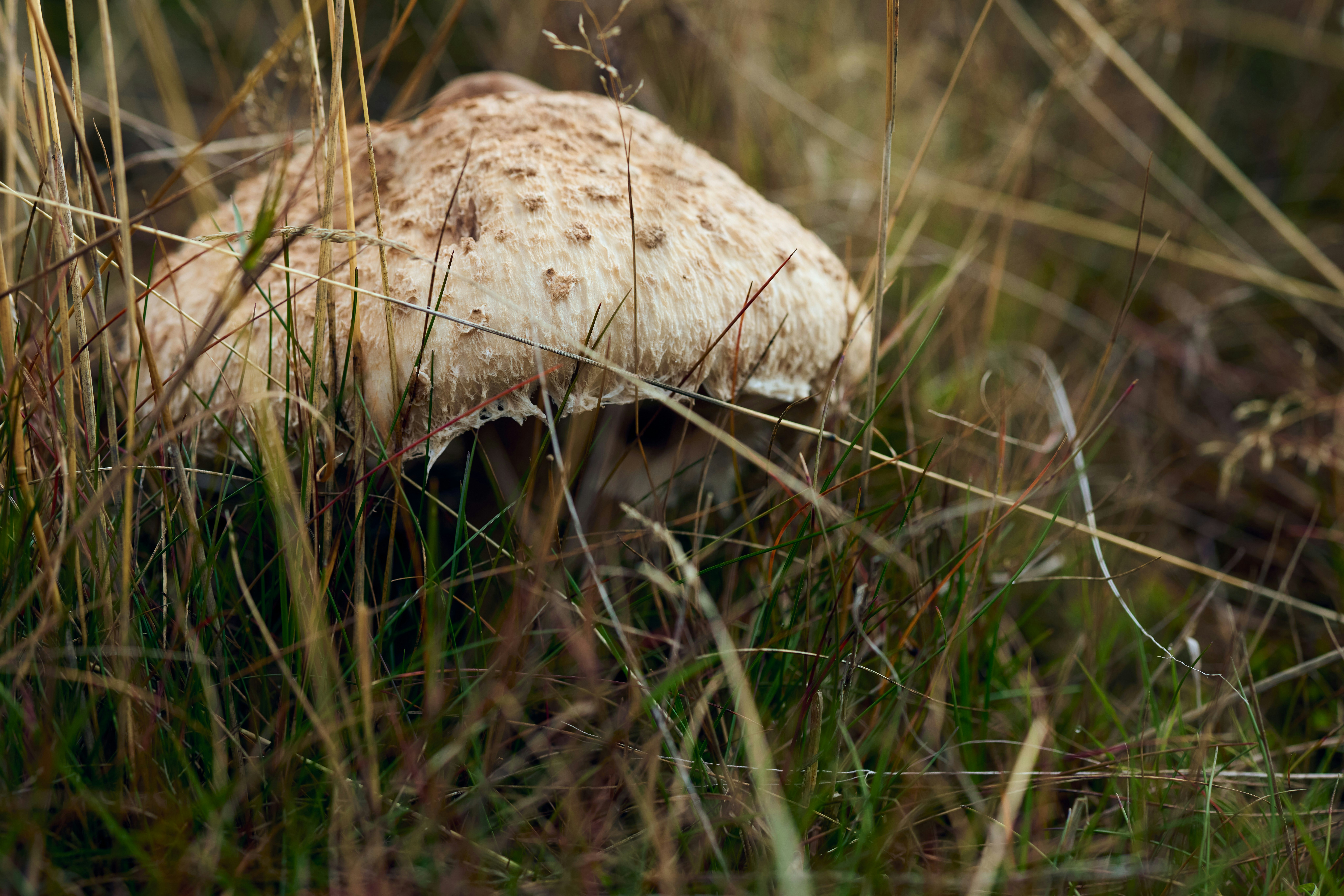 Champignon texturé dans l’herbe sèche - Photo gratuite sur Unsplash