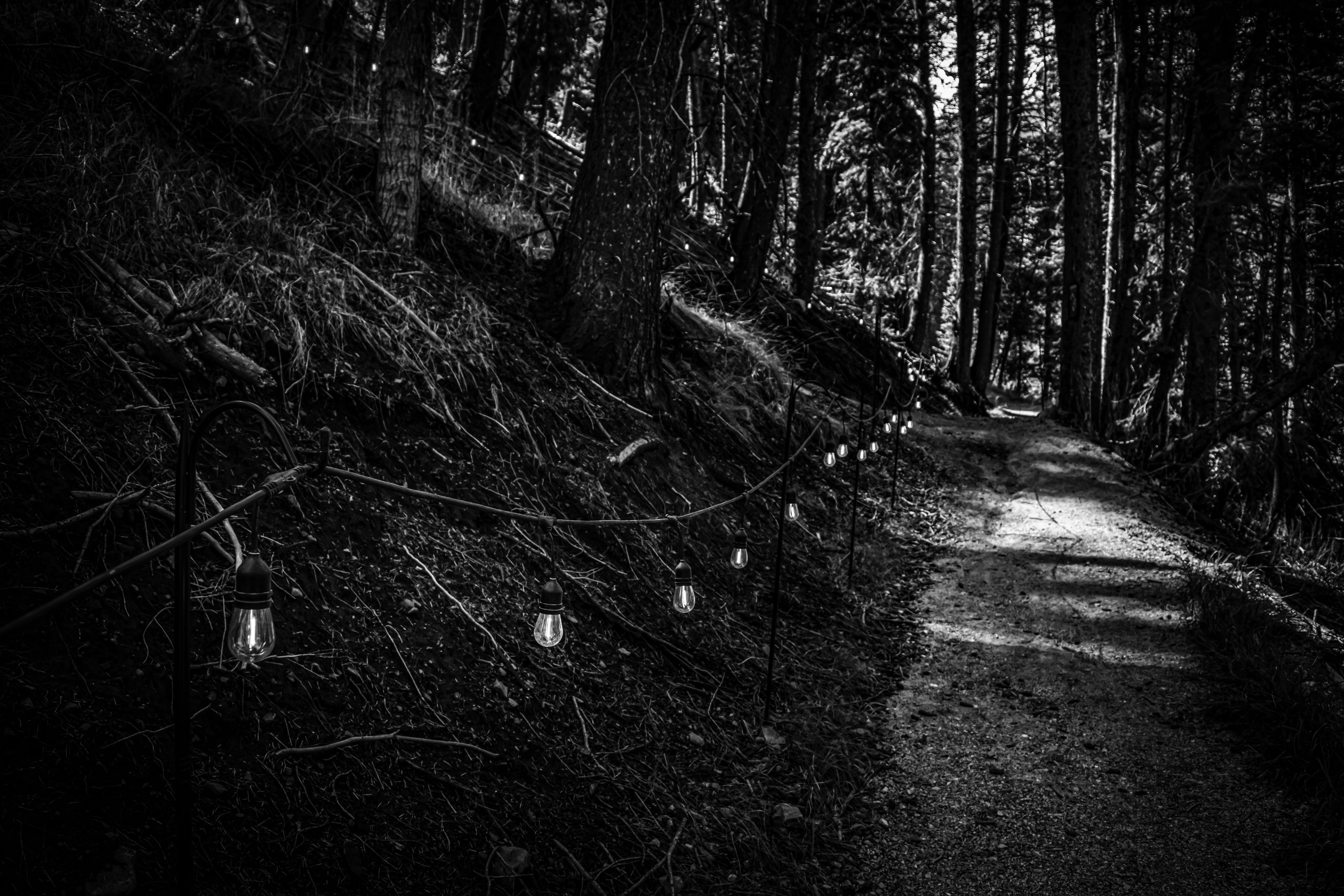 Forest path with hanging string lights - Free Photo on Unsplash