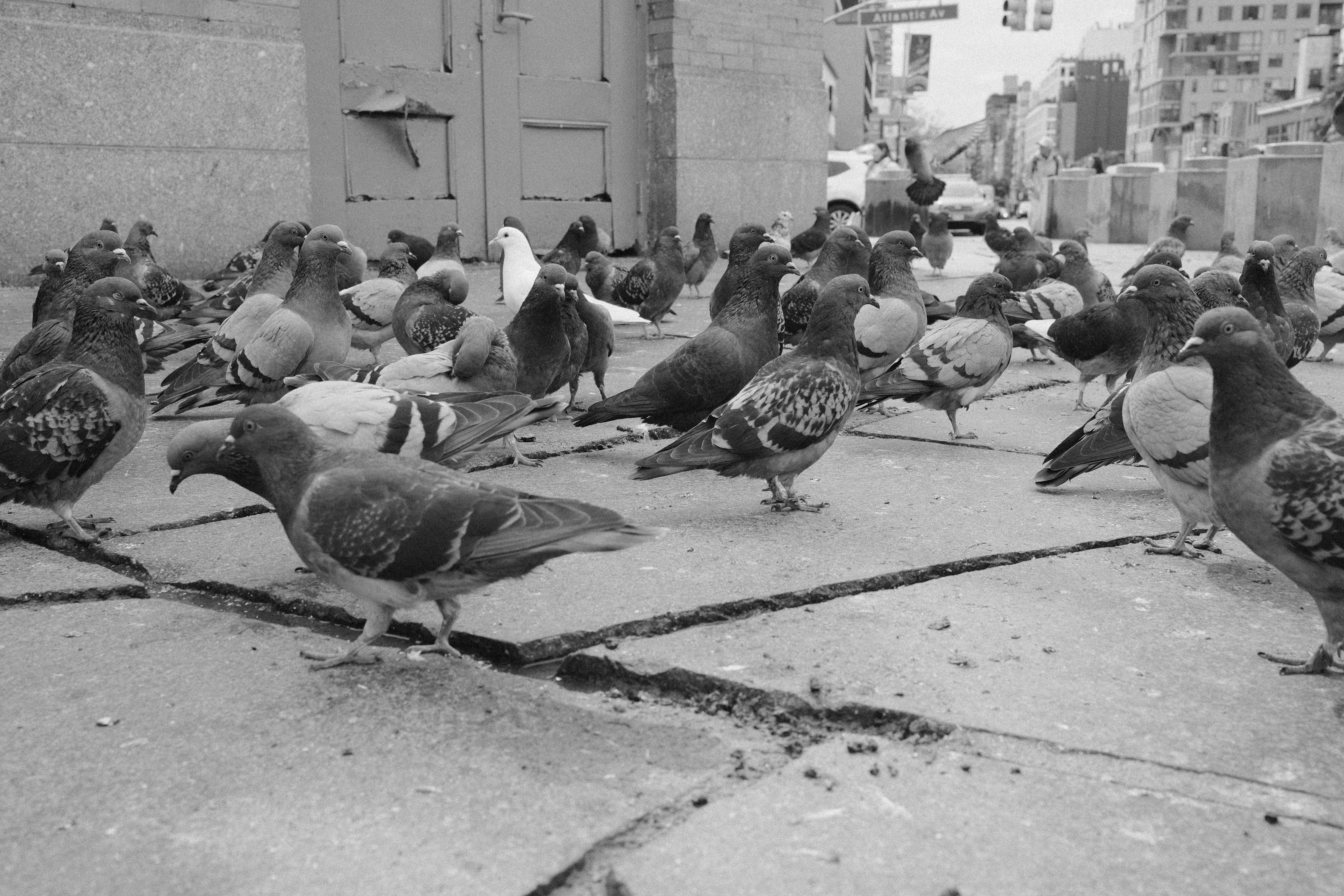 Flock of pigeons on city sidewalk - Free Photo on Unsplash