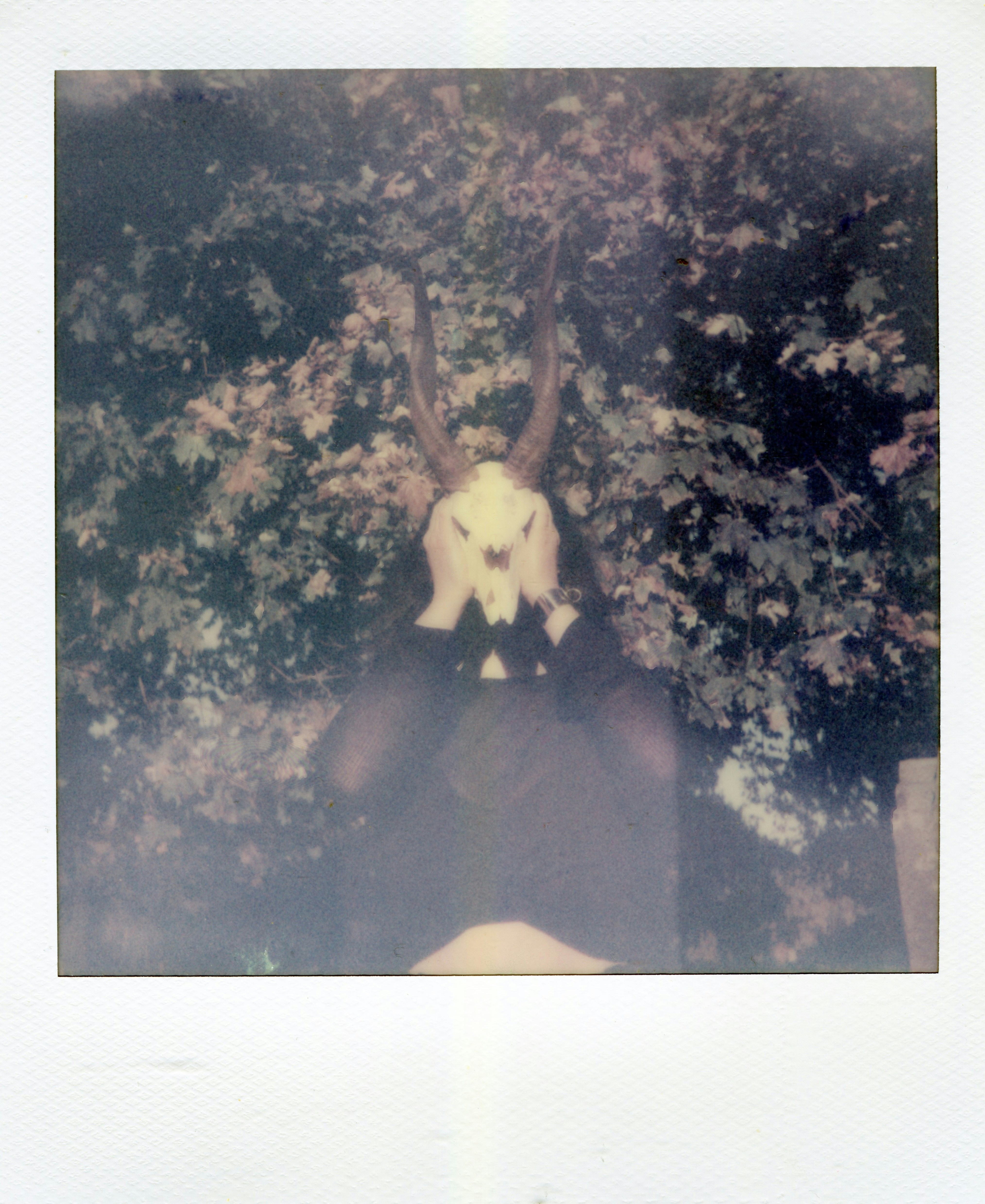 A person holding an animal skull with long horns in front of their face before autumn trees