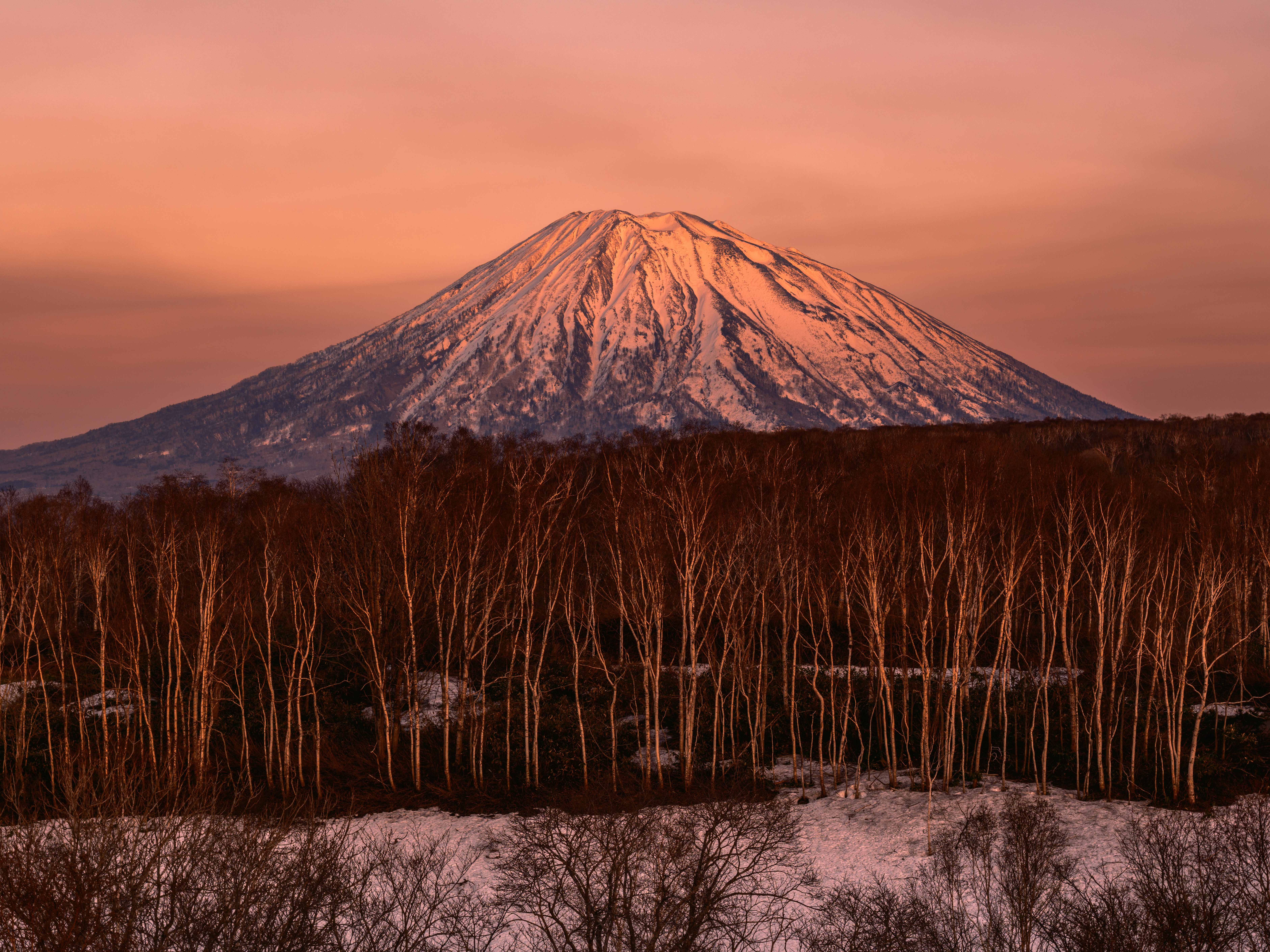 Mount Yotei above forest in winter - Free Photo on Unsplash