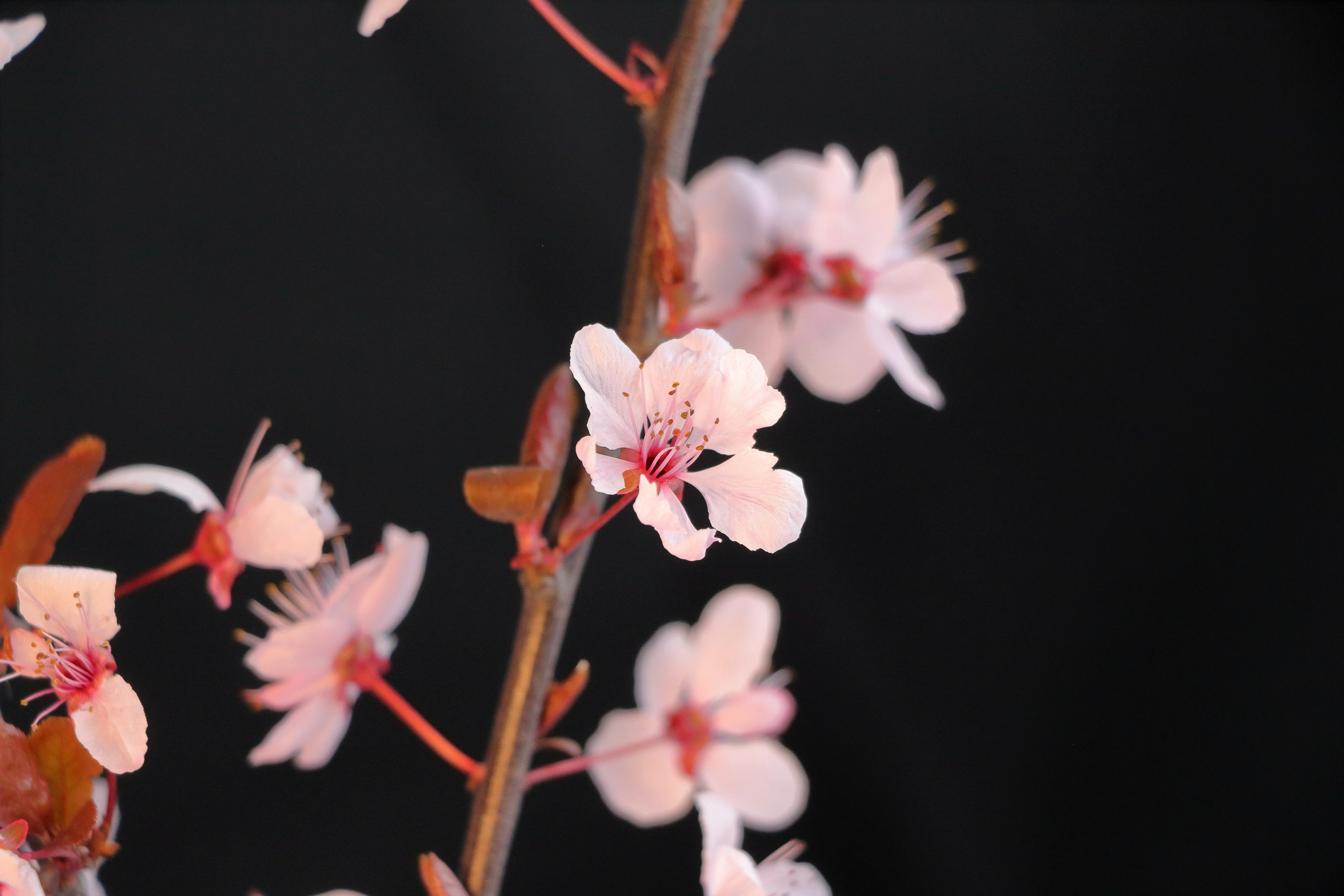 Pale pink cherry blossoms on branch - Free Photo on Unsplash