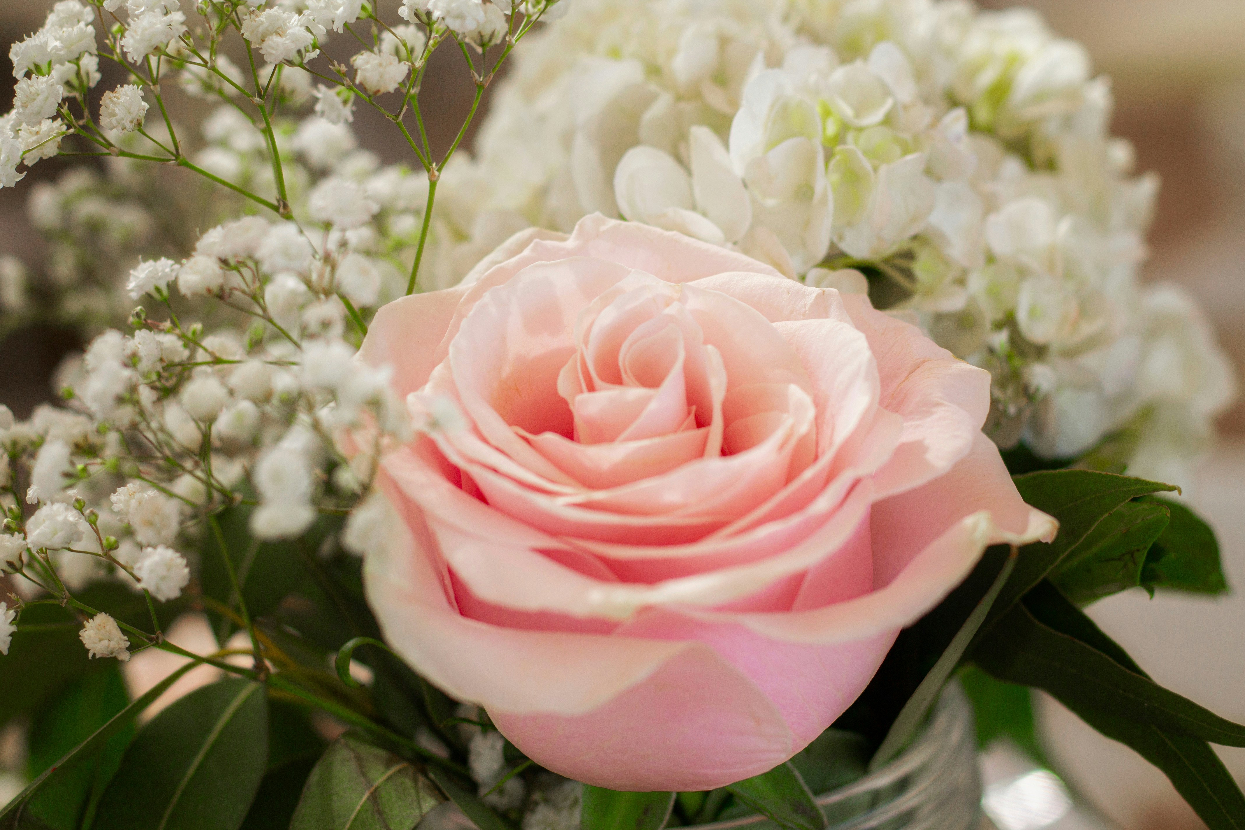 Pink rose with white flowers - Free Photo on Unsplash