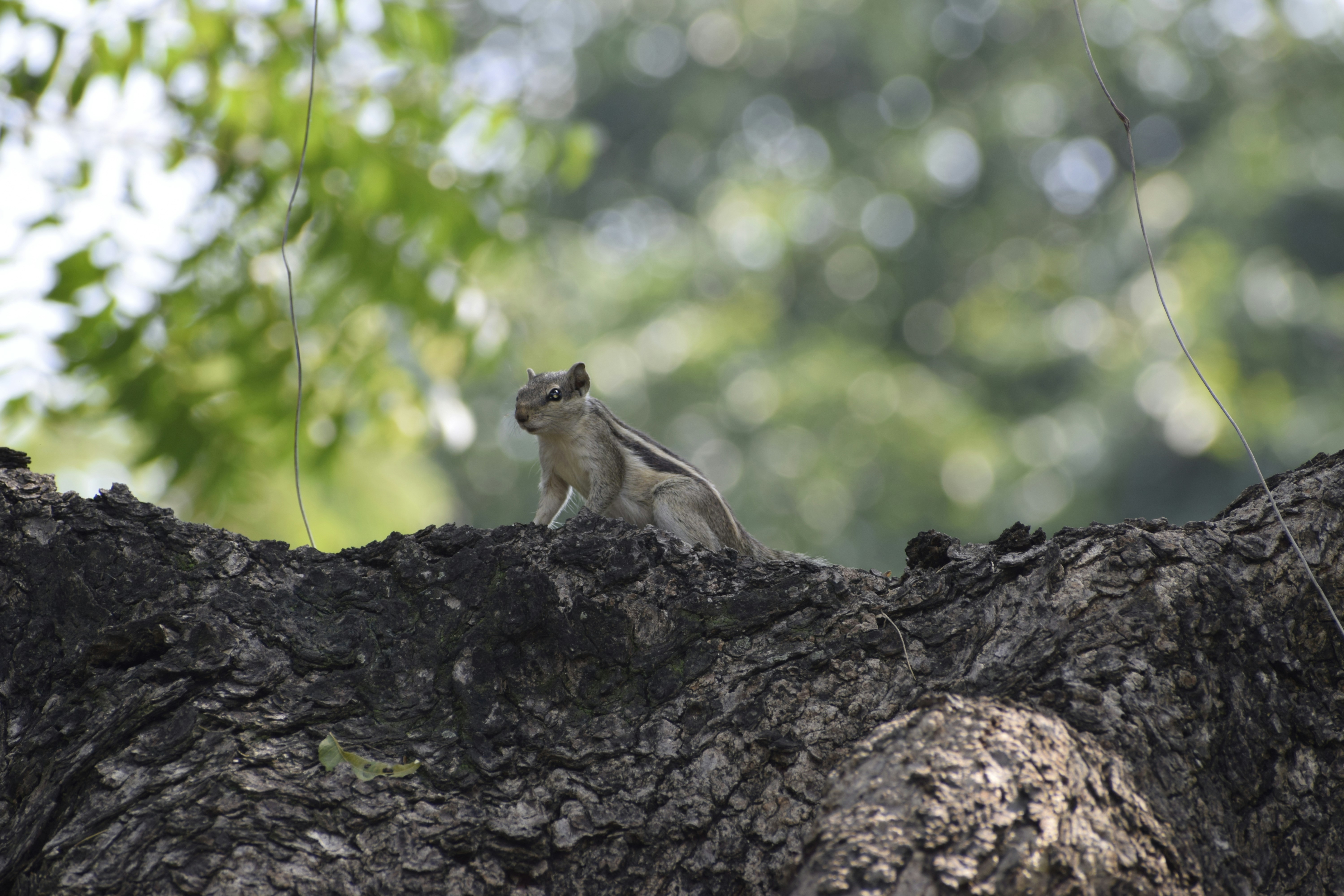 Striped squirrel on tree branch - Free Photo on Unsplash