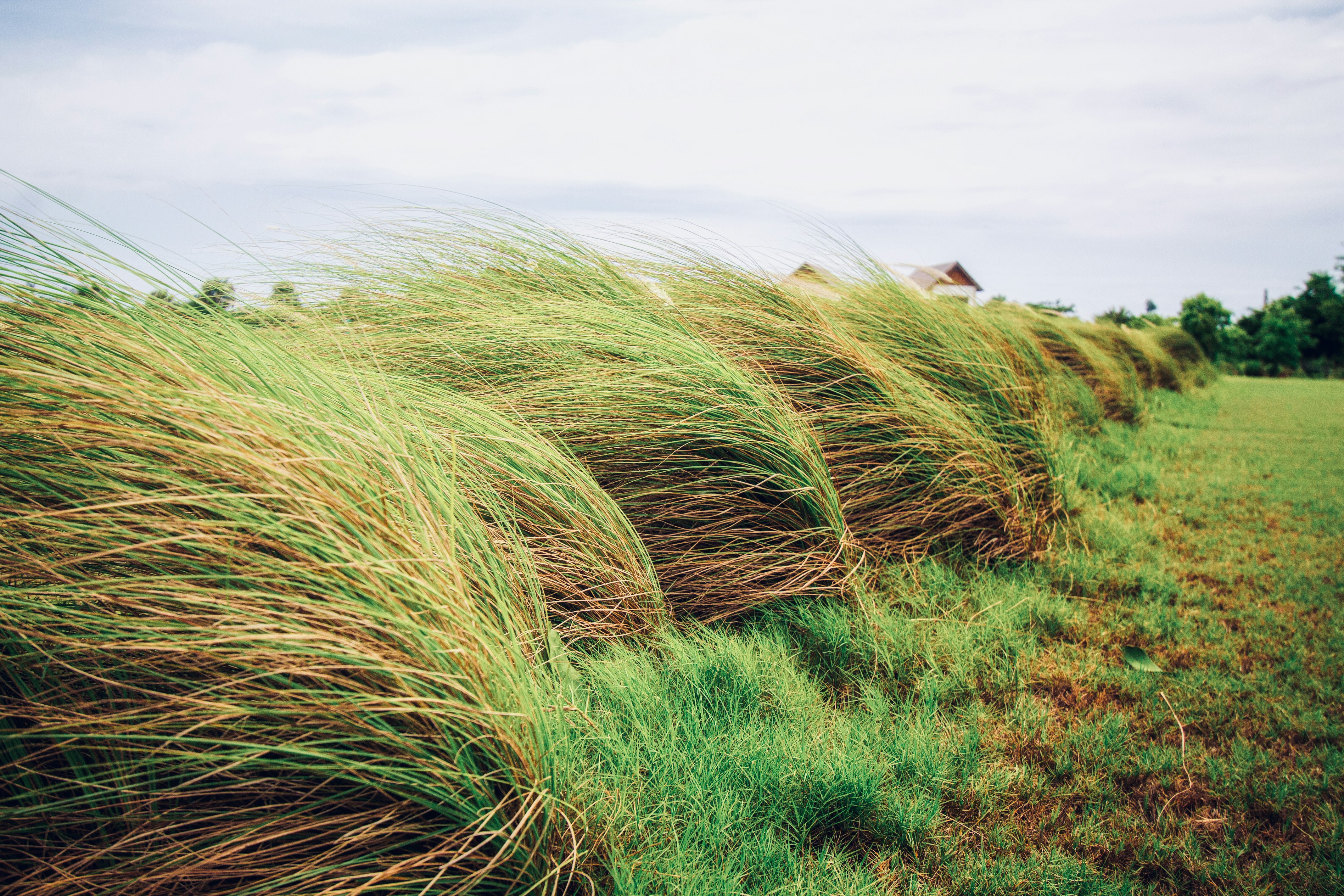 Tall green grass in windy field - Free Photo on Unsplash