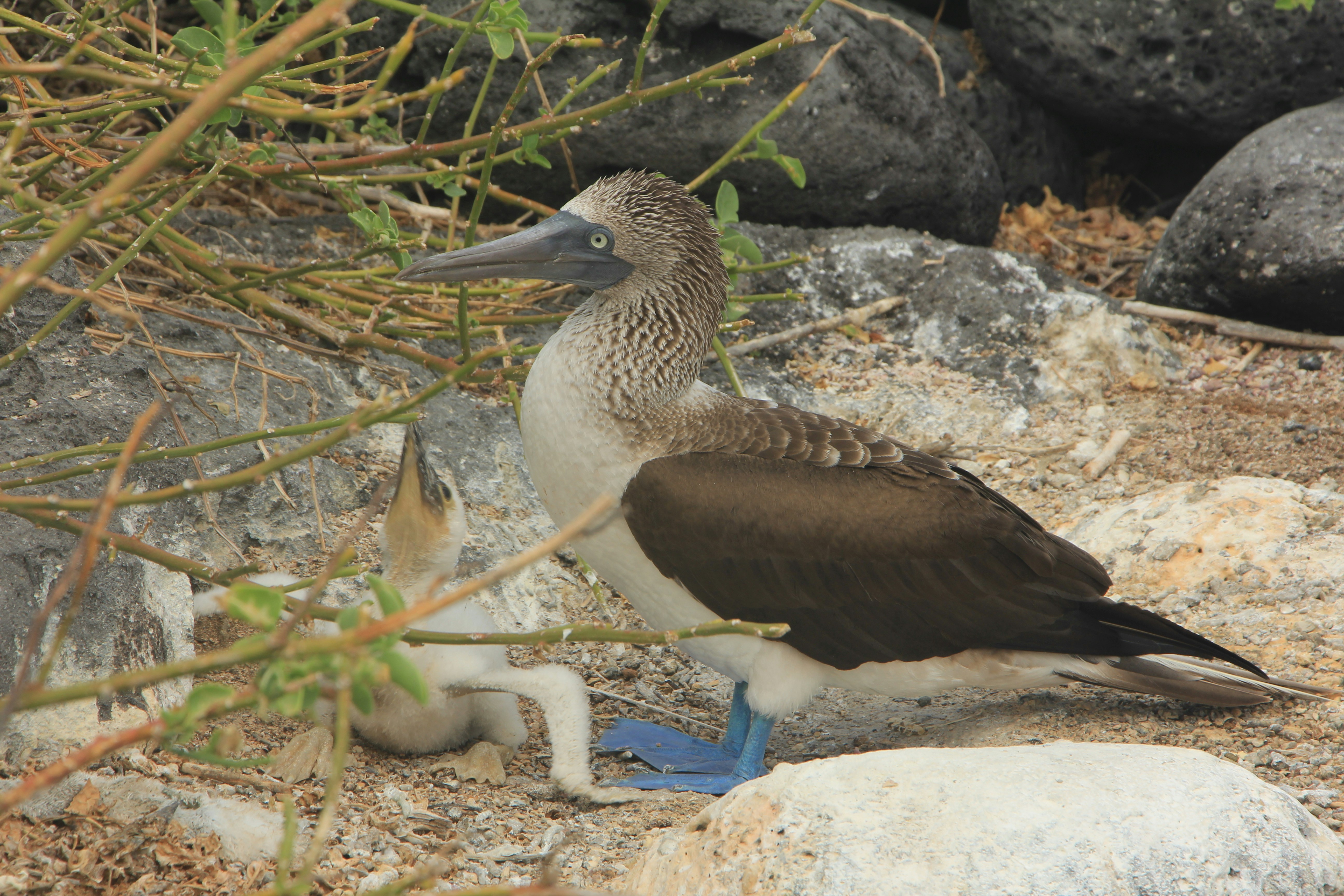 Blue-footed booby with chick on rocks - Free Photo on Unsplash