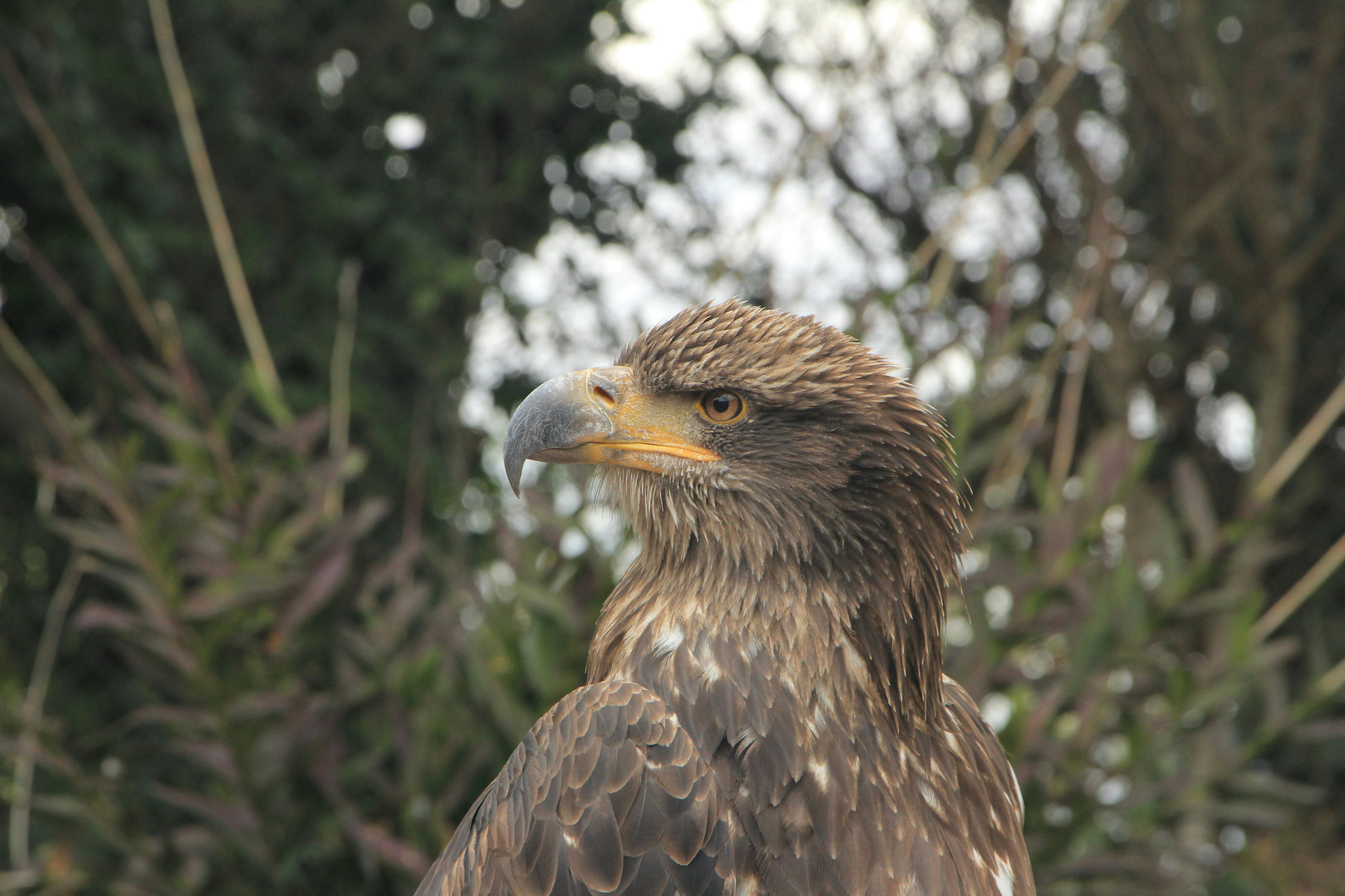 Juvenile bald eagle in profile - Free Photo on Unsplash