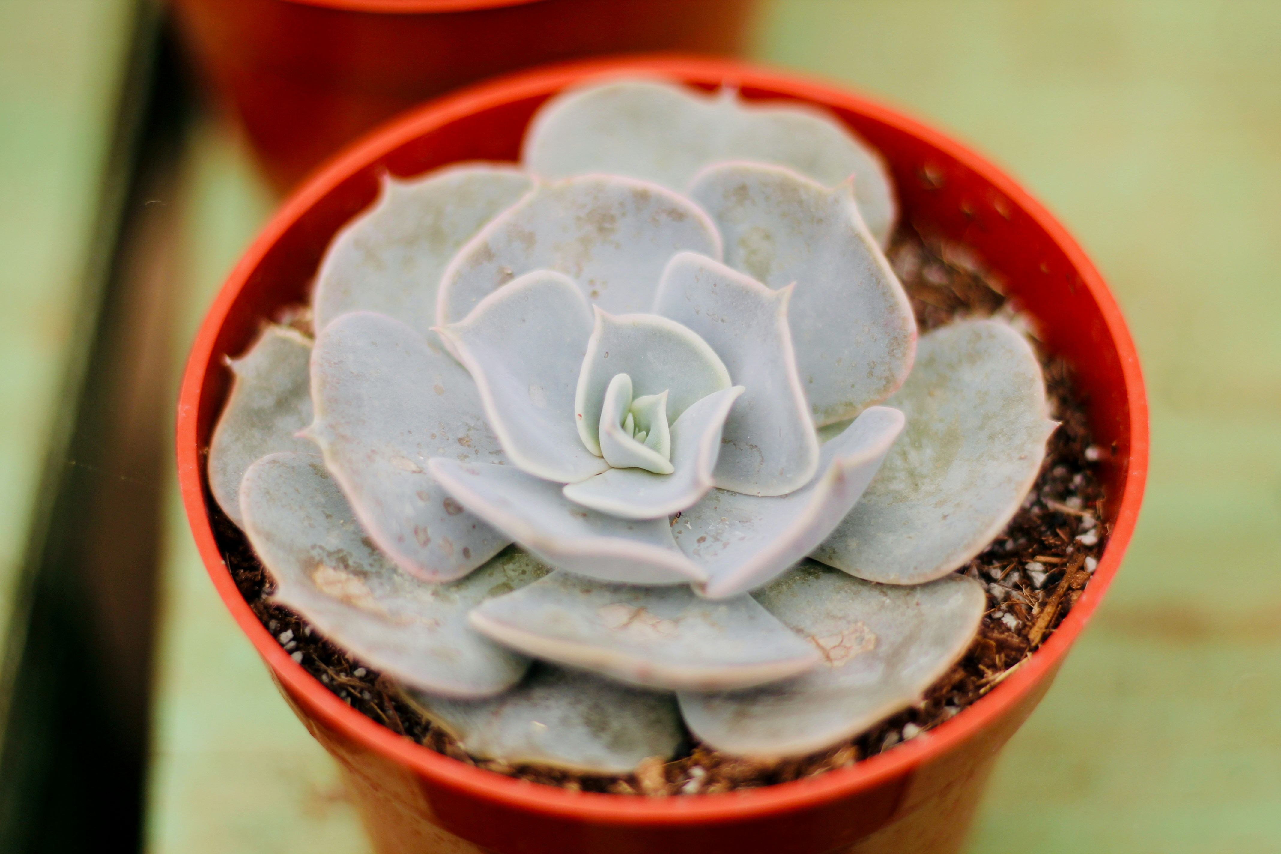 Fotomural A pale green succulent plant in a small orange plastic pot