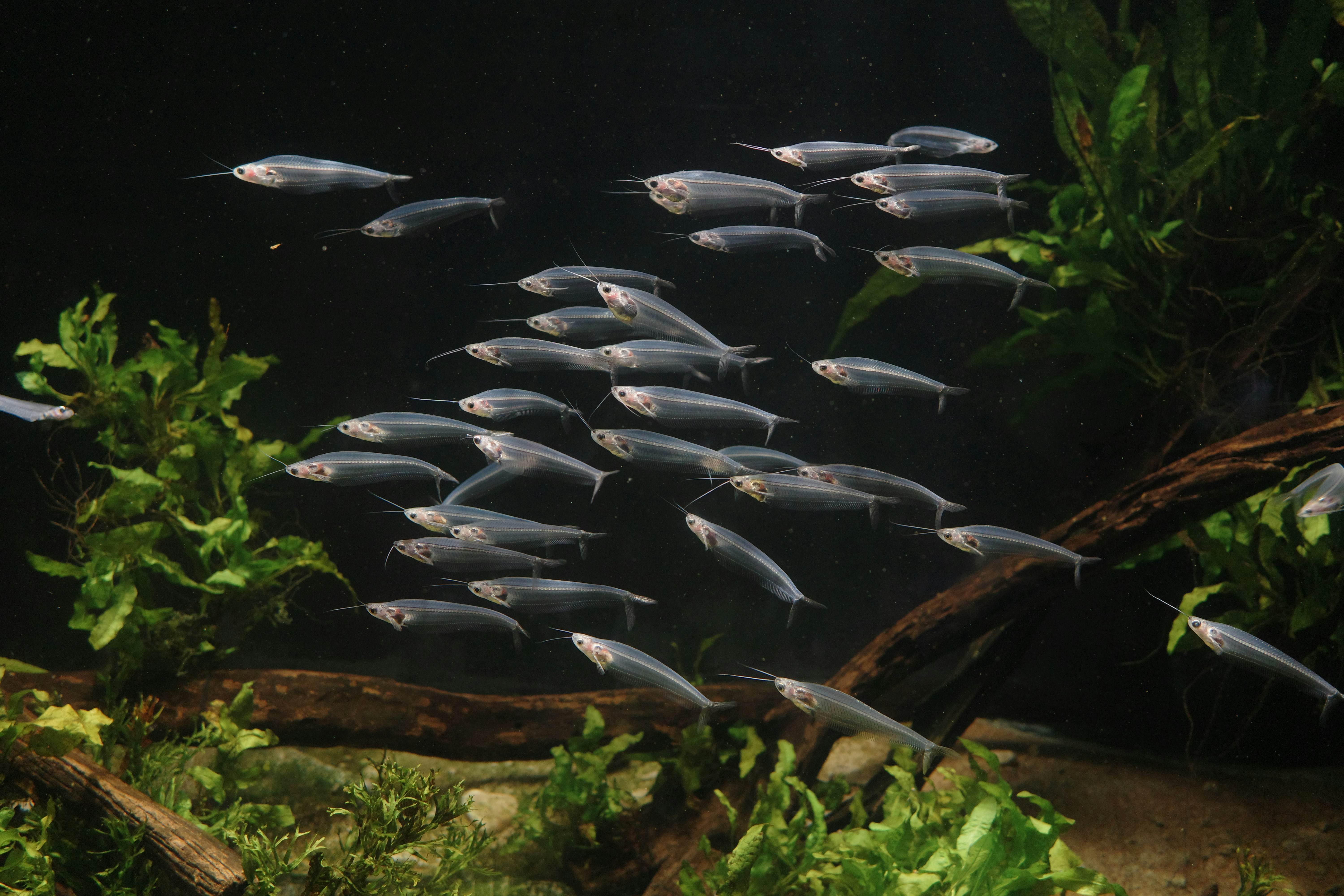 School of ghost catfish in aquarium - Free Photo on Unsplash