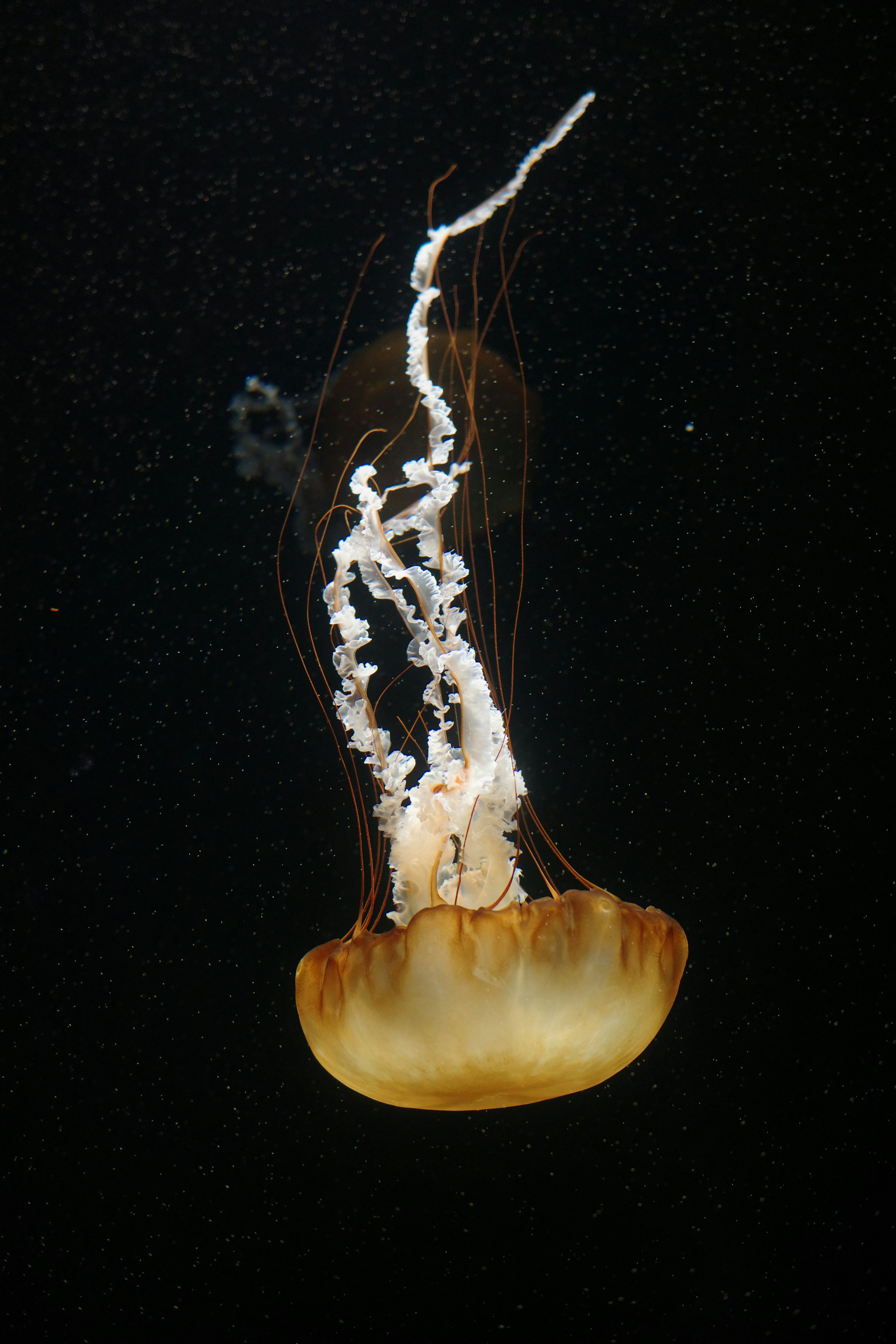A Pacific sea nettle jellyfish with long trailing tentacles floating in dark water - 相关推荐
