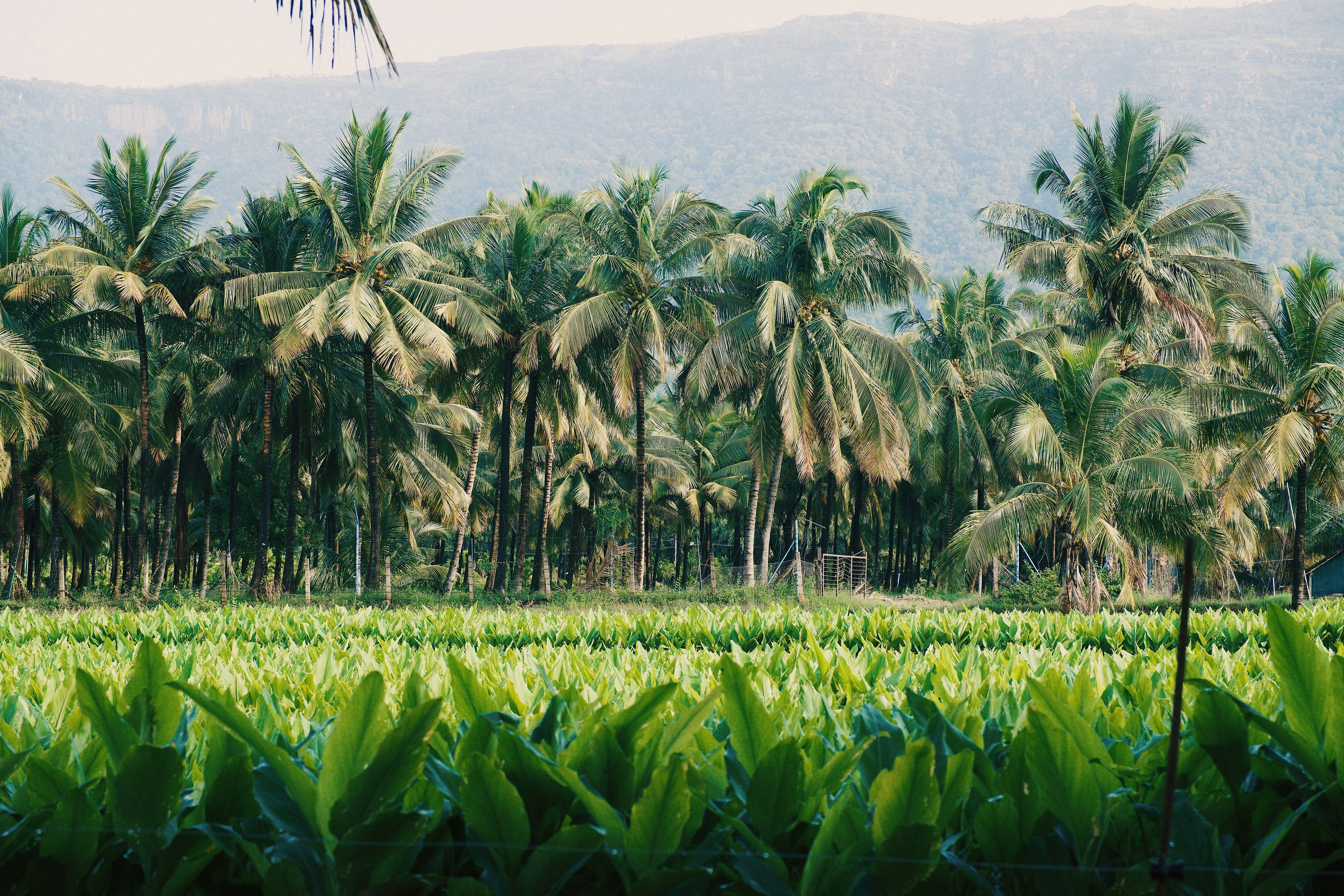 Green field with palm tree grove - Free Photo on Unsplash