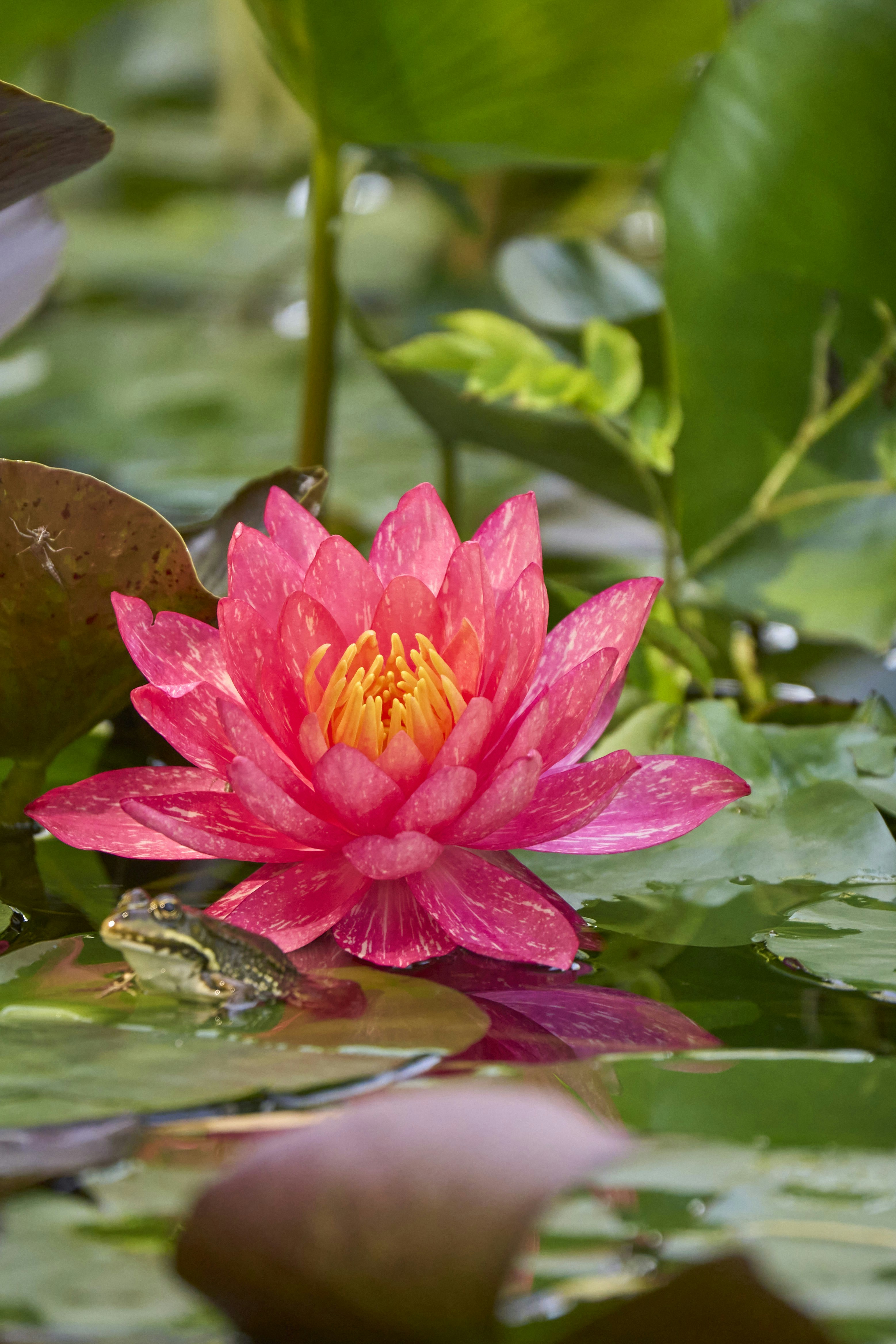 Pink water lily with small frog - Free Photo on Unsplash