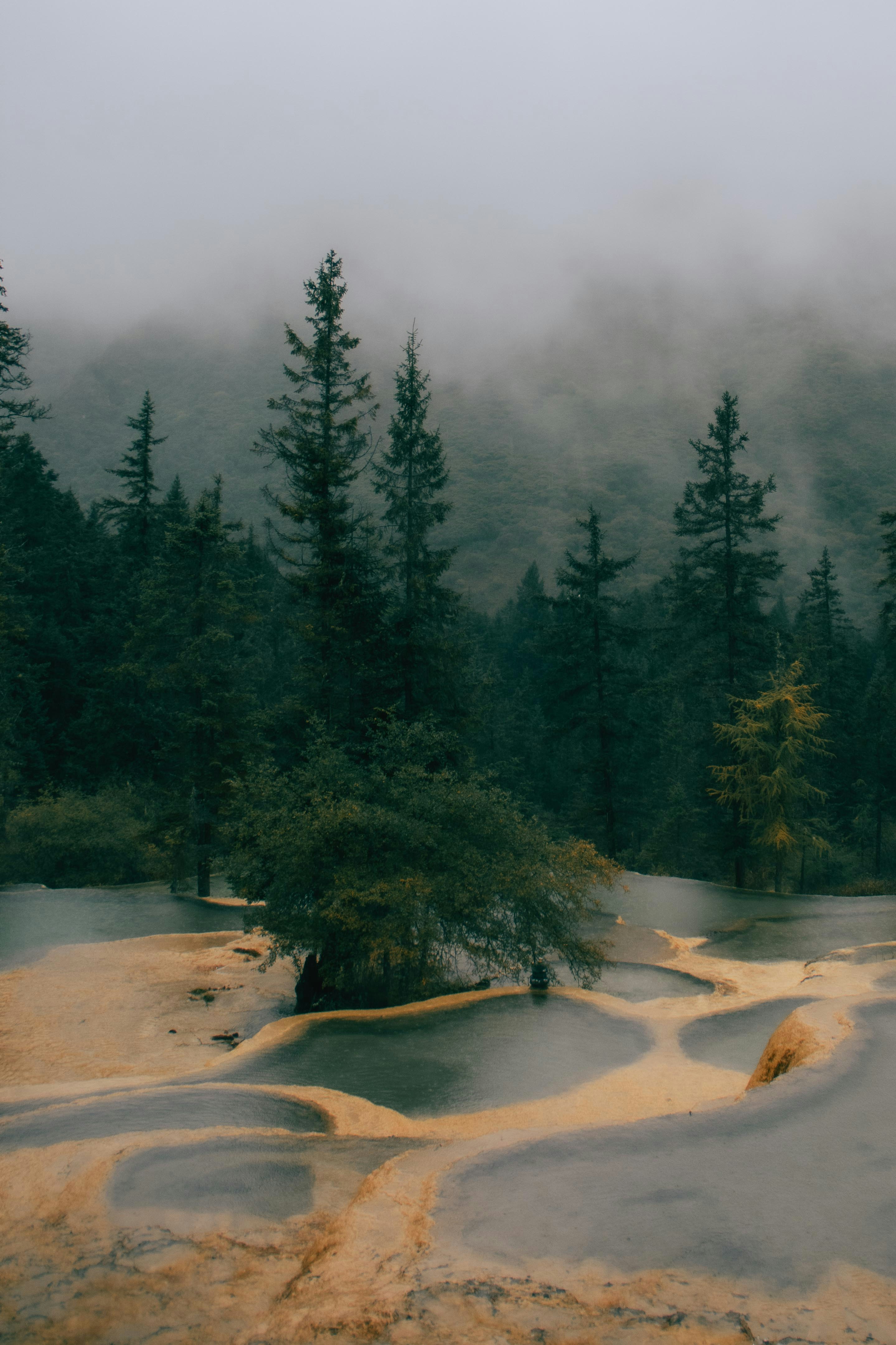 Travertine pools in misty forest - Free Photo on Unsplash