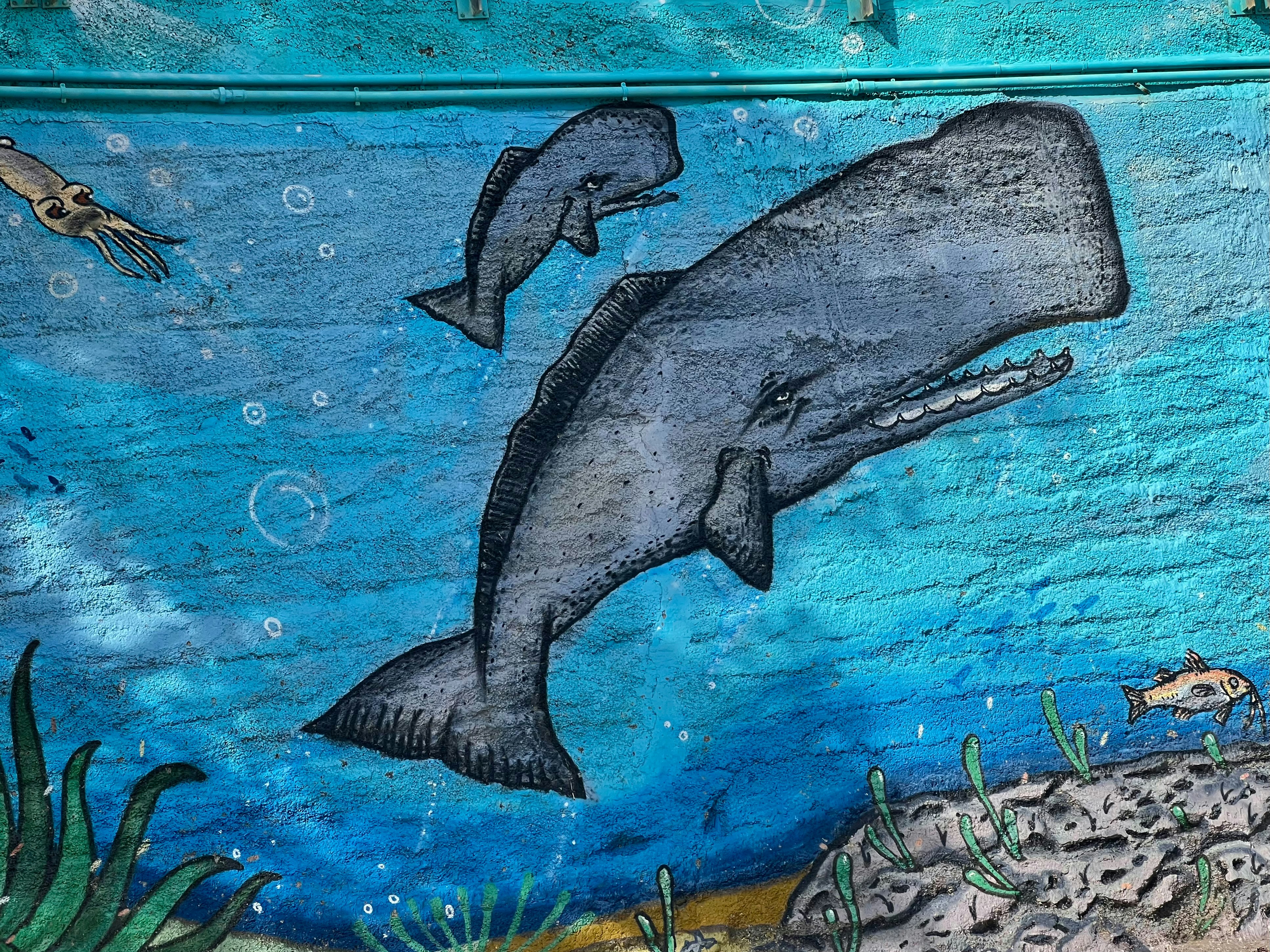 A mural of a large sperm whale and a smaller whale on a bright blue textured wall