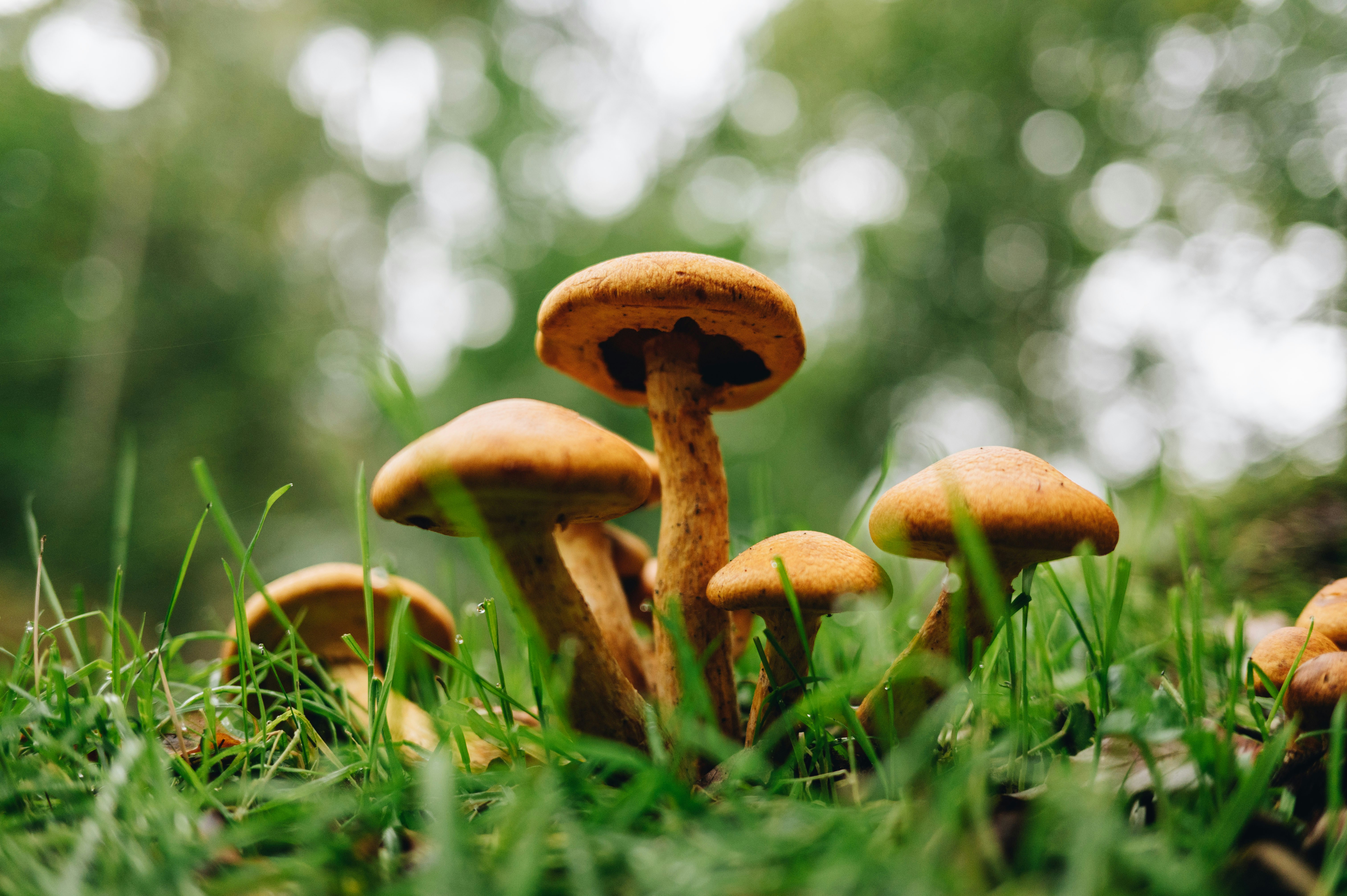 Orange mushrooms - 相关推荐