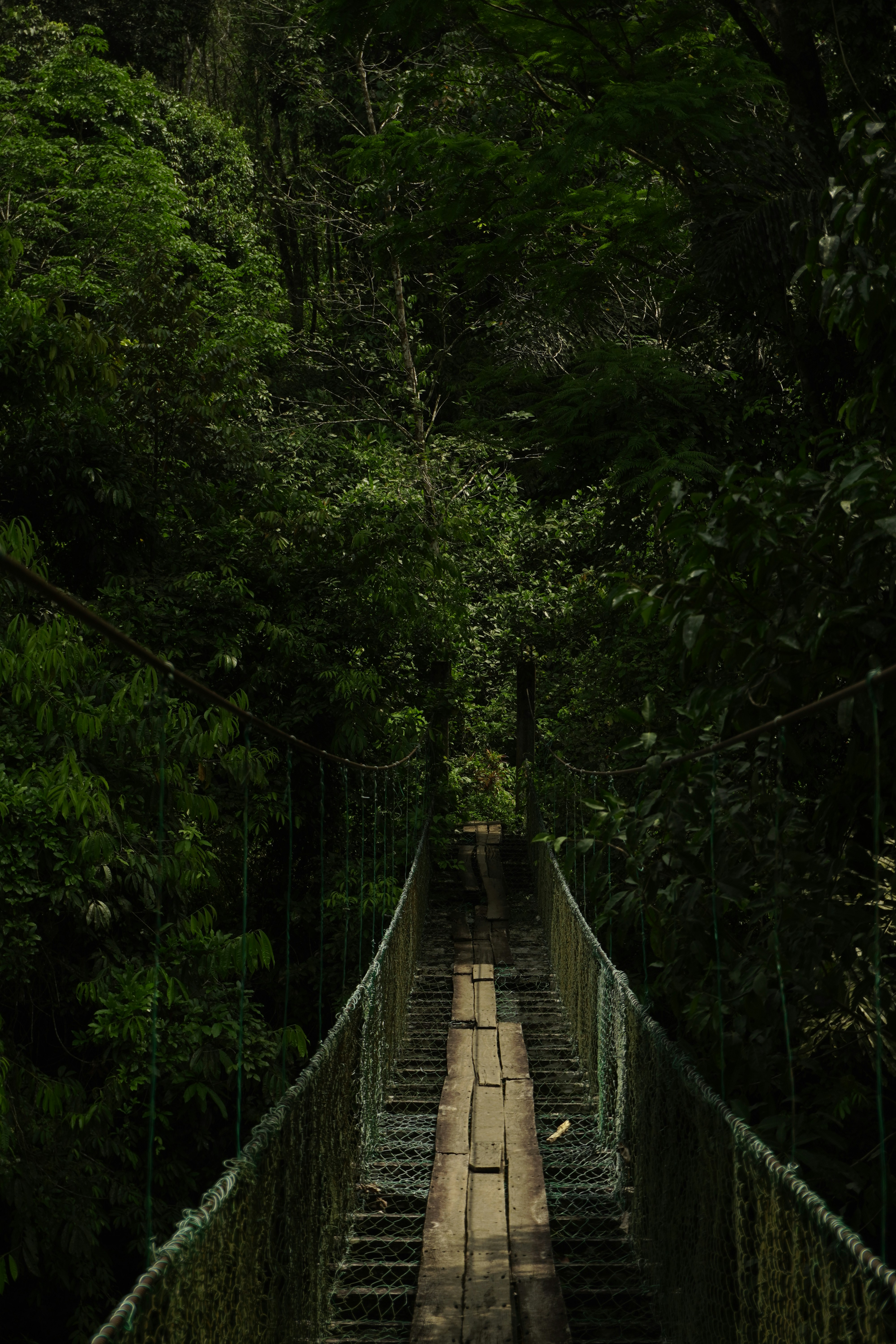 Wooden suspension bridge in rainforest - Free Photo on Unsplash