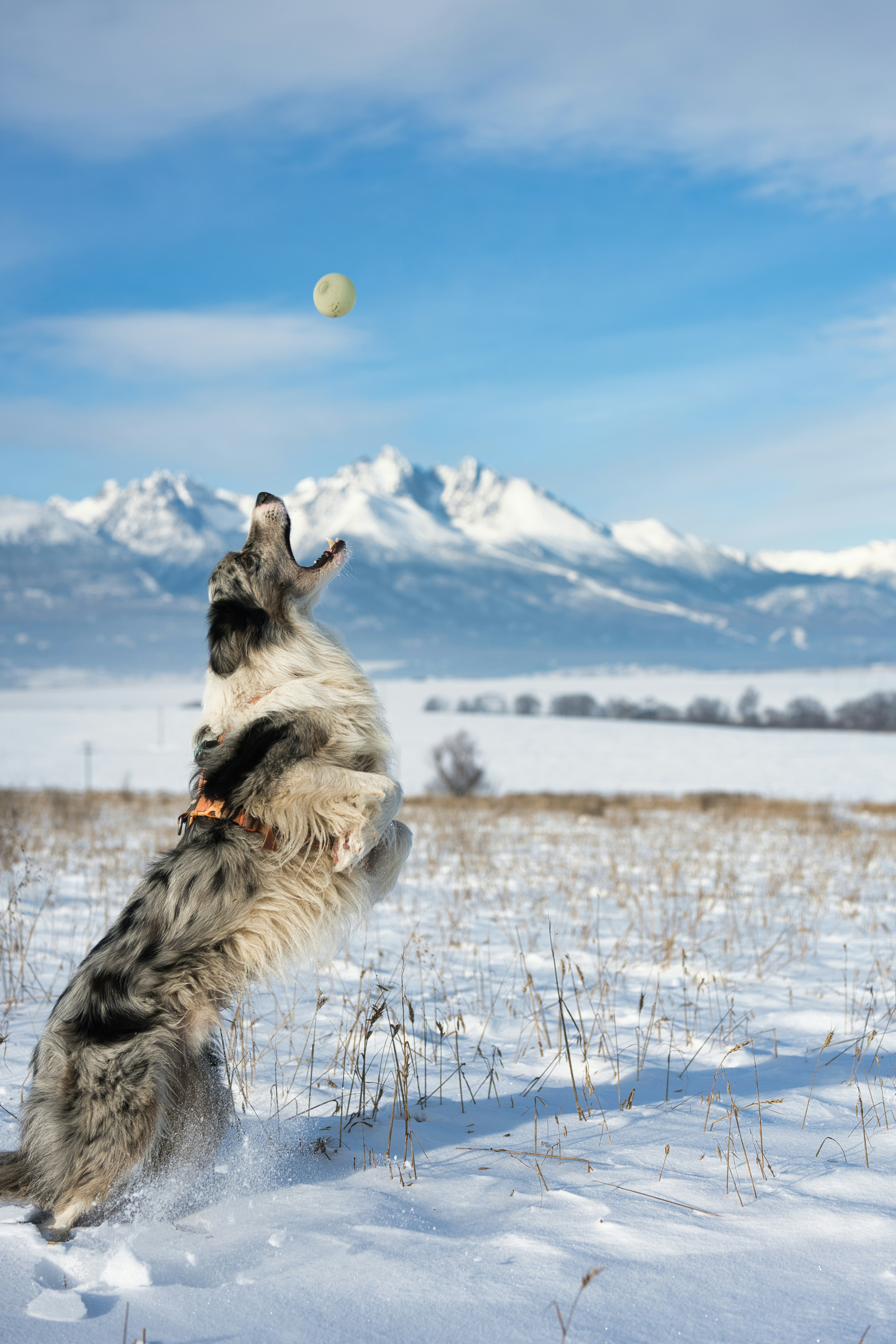 Australian Shepherd catching ball in snow - Free Photo on Unsplash
