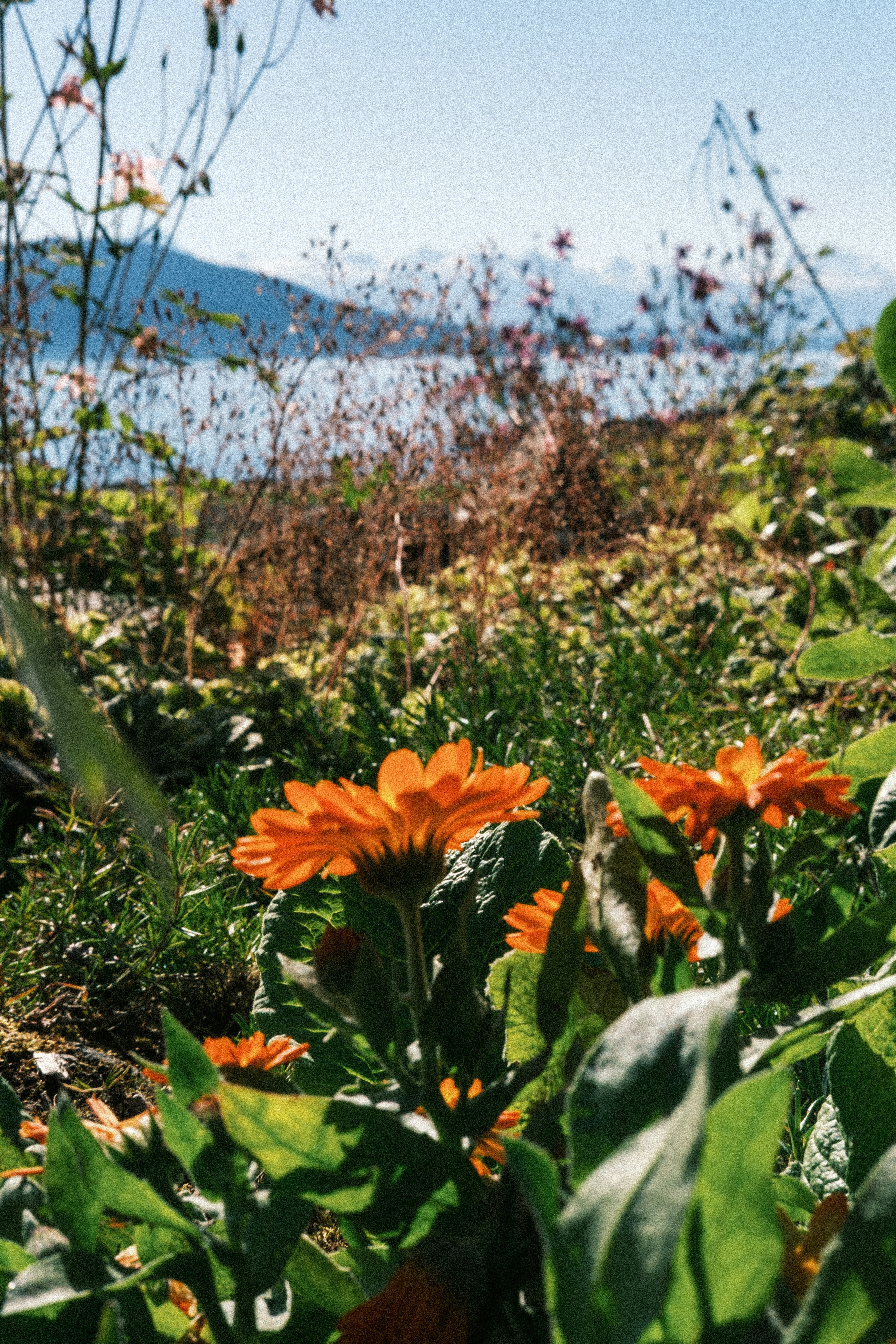 Orange calendula flowers in sunlit garden - Free Photo on Unsplash