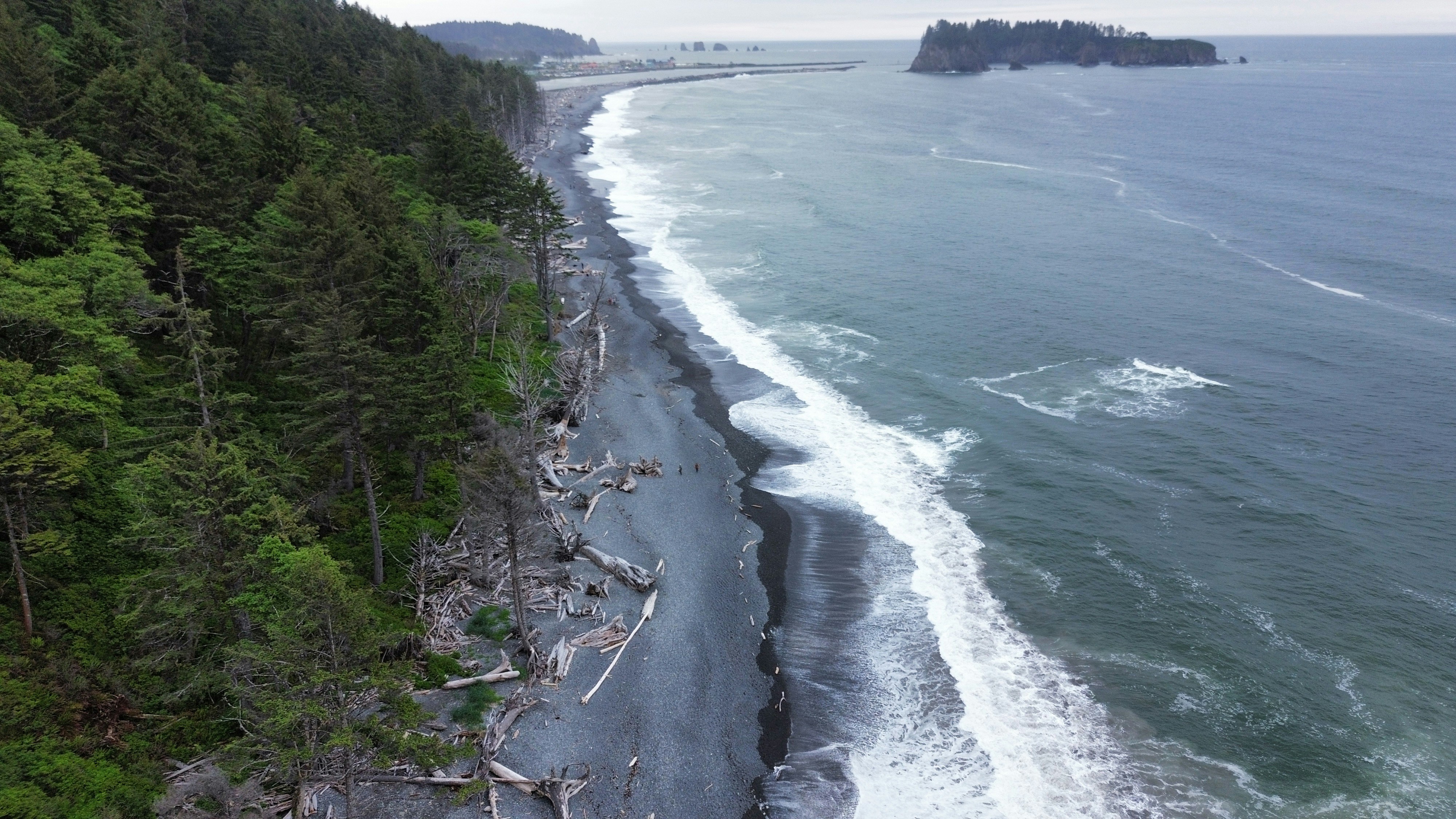 Pebble beach with forest and driftwood - Free Photo on Unsplash