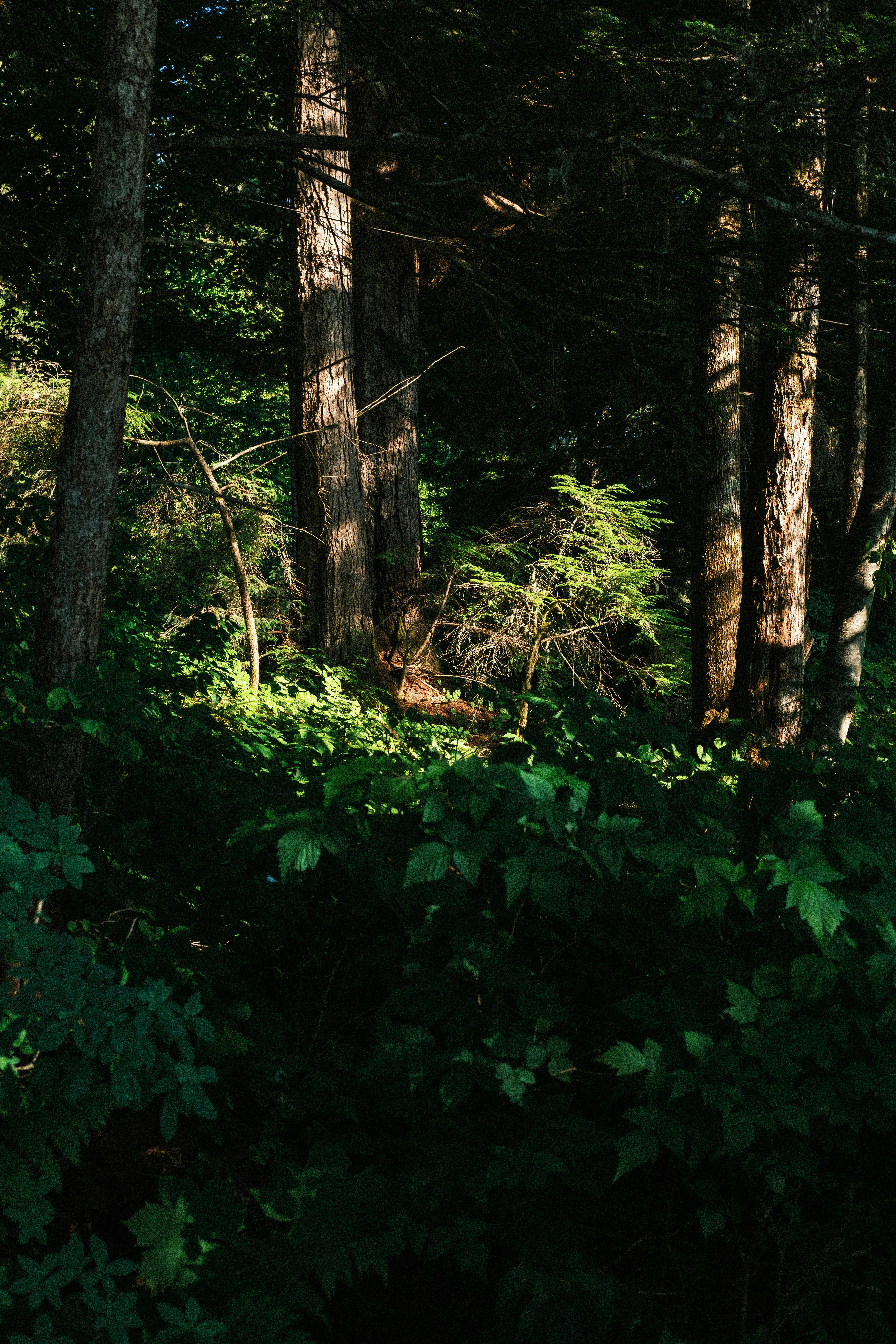 Sunlight filtering through dense forest - Free Photo on Unsplash