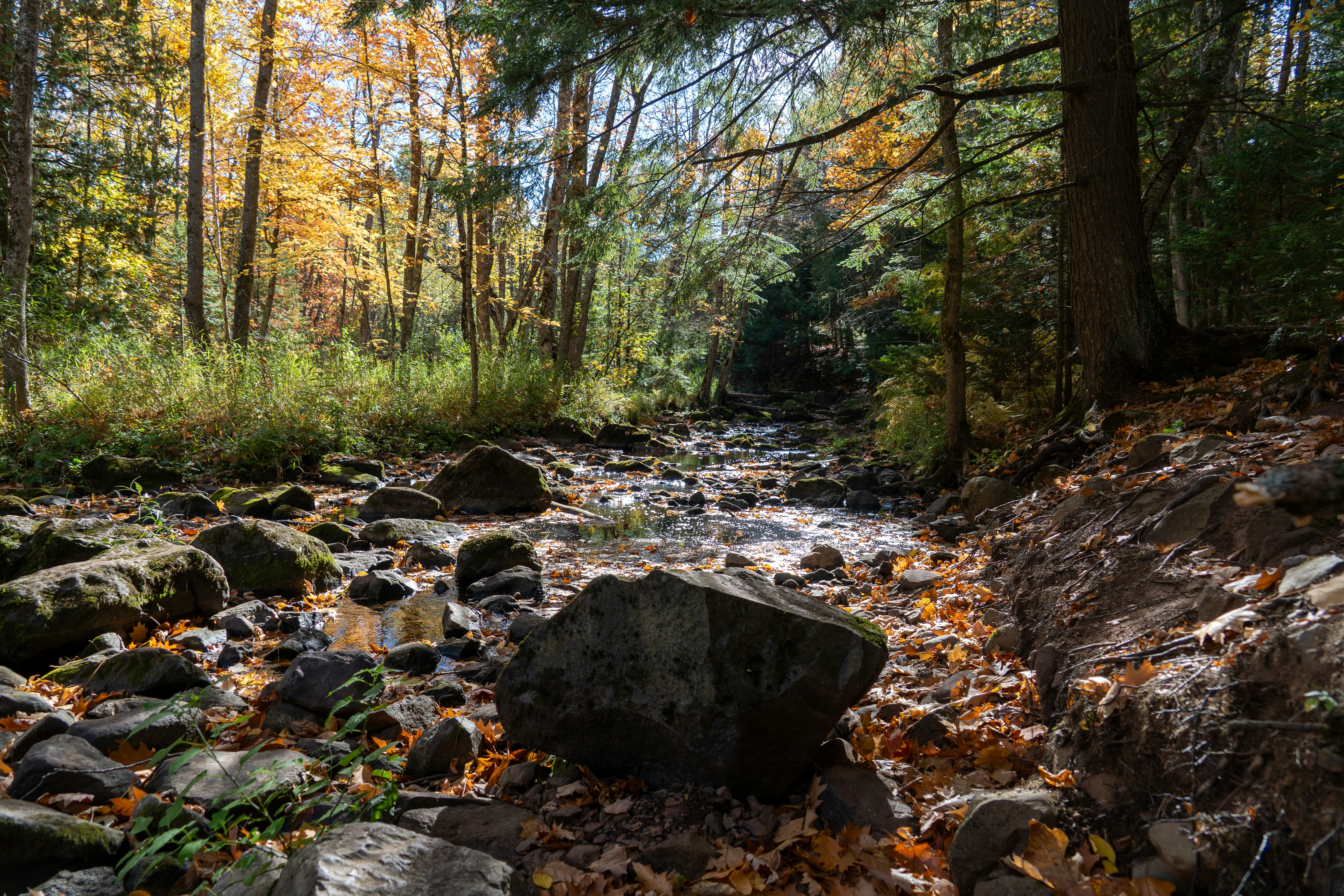 Rocky stream in autumn forest - Free Photo on Unsplash
