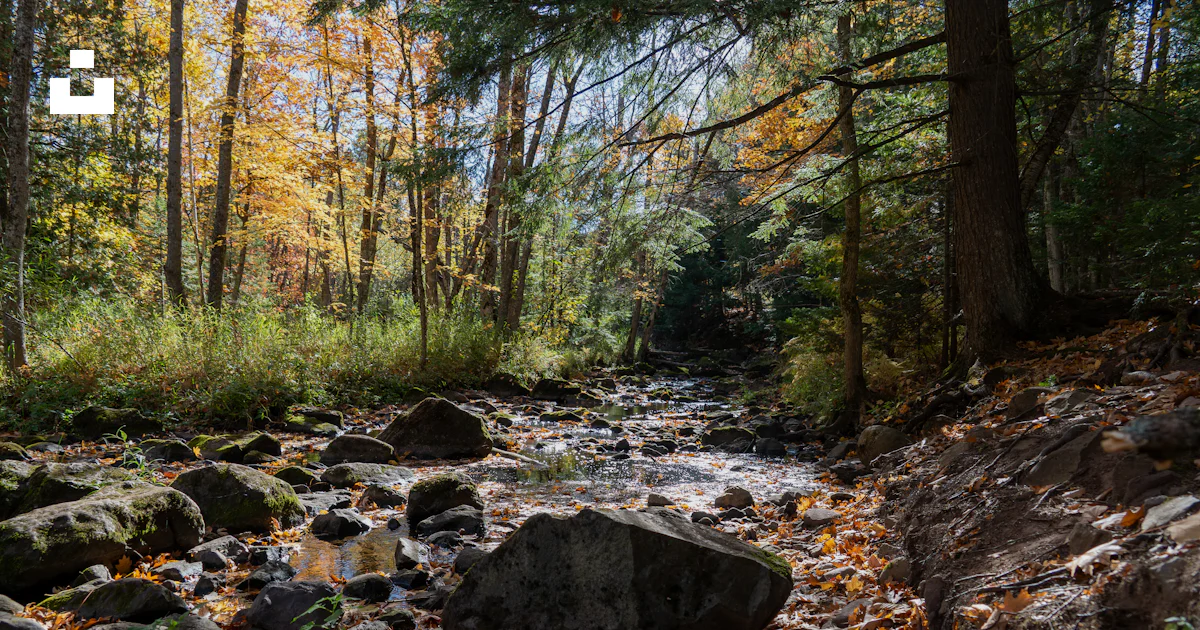 Rocky Stream Vector Rocky stream in autumn forest - Free Photo on Unsplash