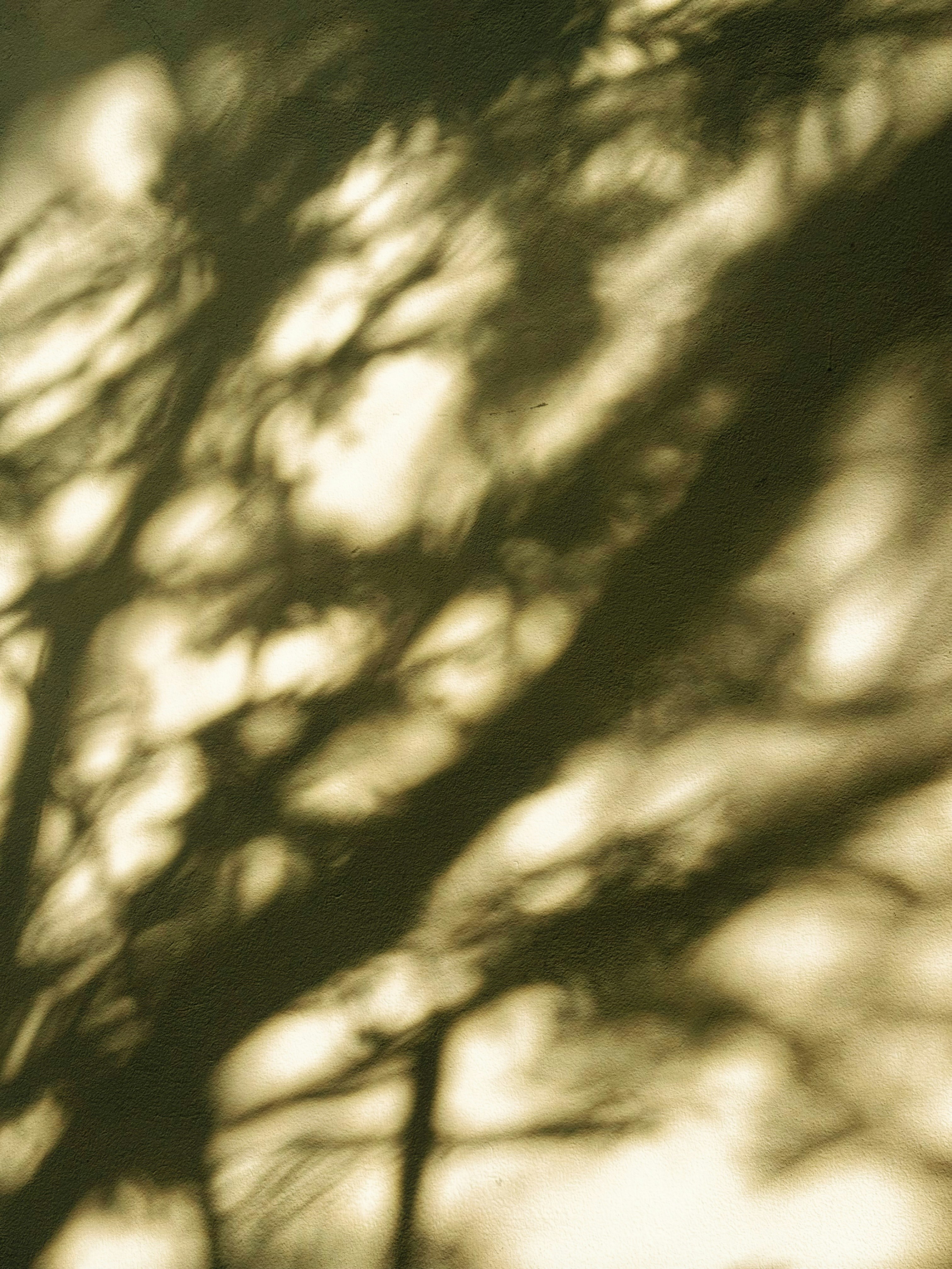 Intricate shadows of tree branches cast onto a textured wall in warm light