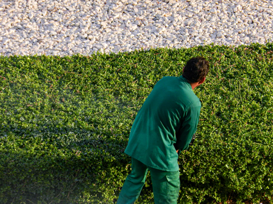 Hedge shaping, before the first frost